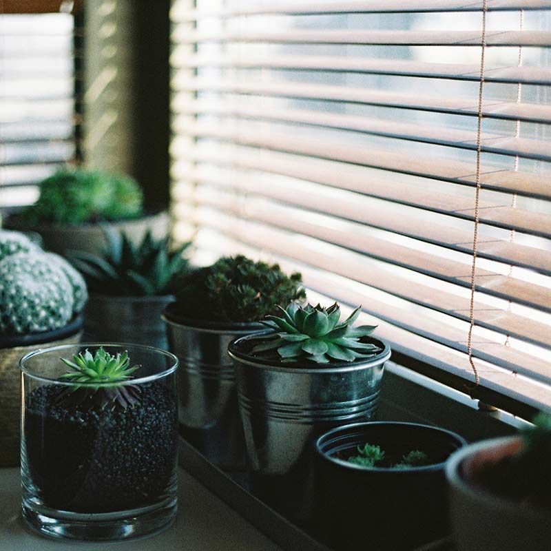 Des petites plantes grasses d'intérieur.