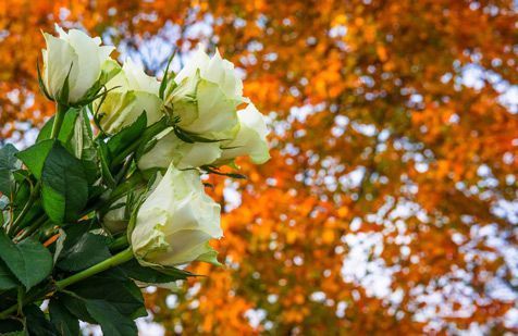 Un ramo de rosas blancas está sentado frente a un árbol con hojas de otoño.
