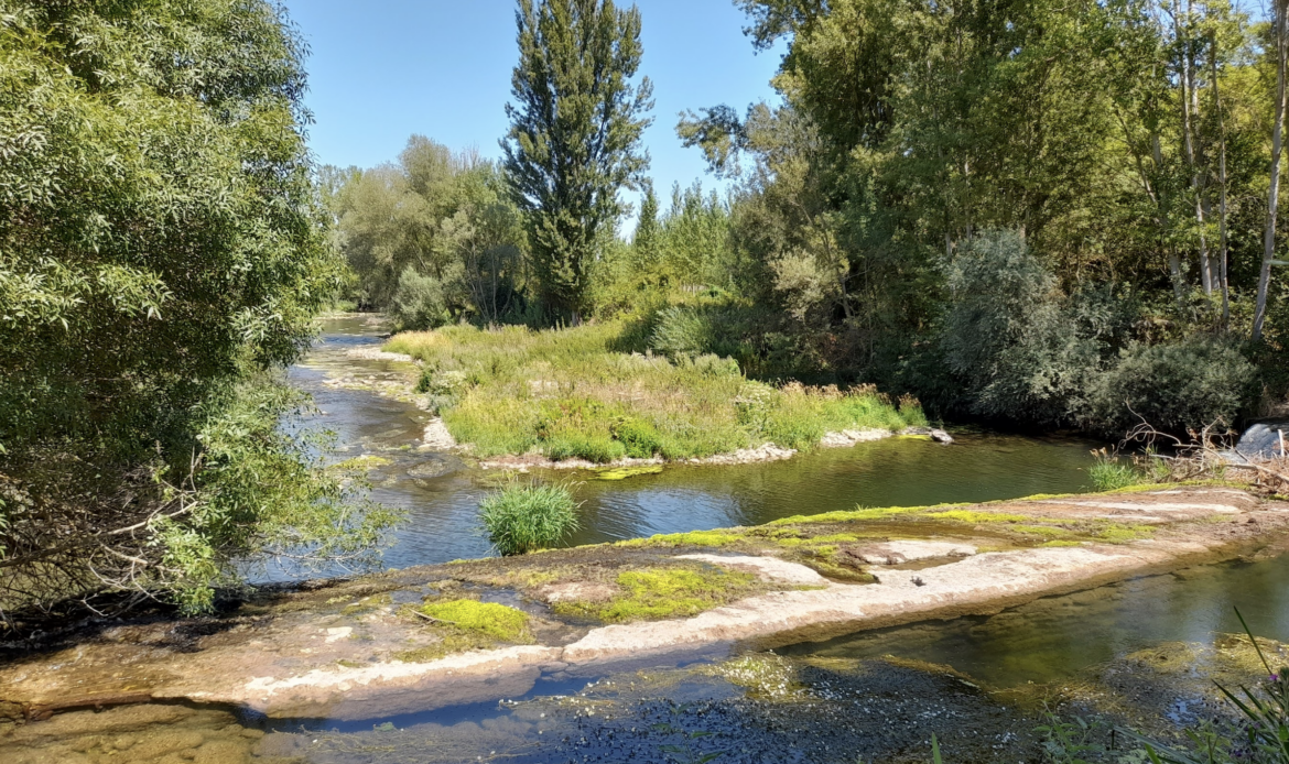 Escena de río con árboles verdes y una isla cubierta de hierba bajo un cielo azul.