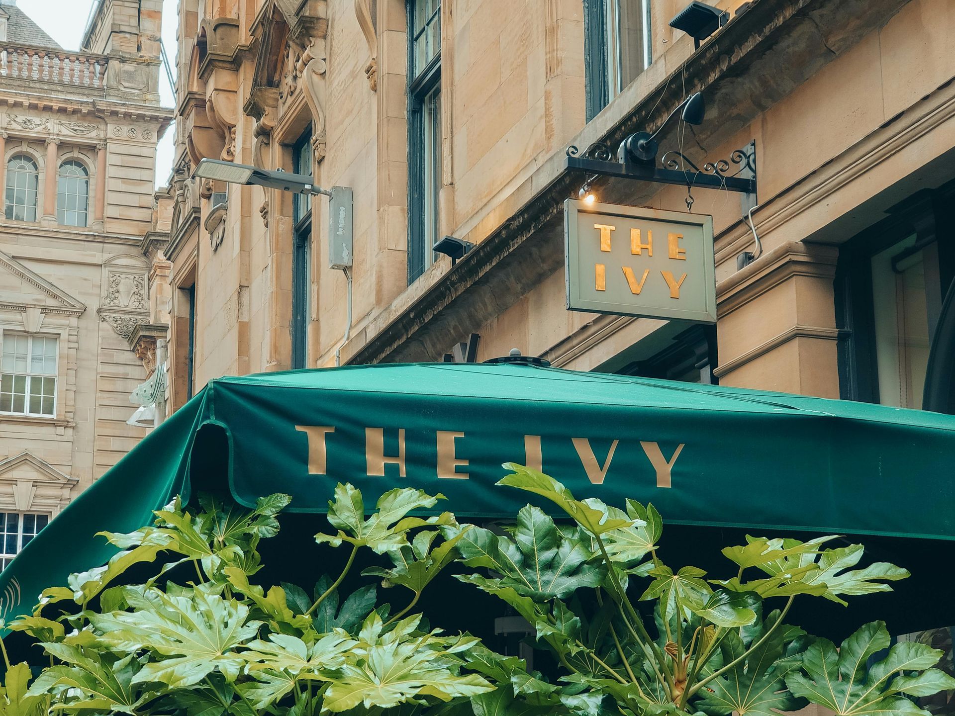 The Ivy