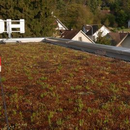 dach begrünung - lütolf dach und wand ag - villmergen