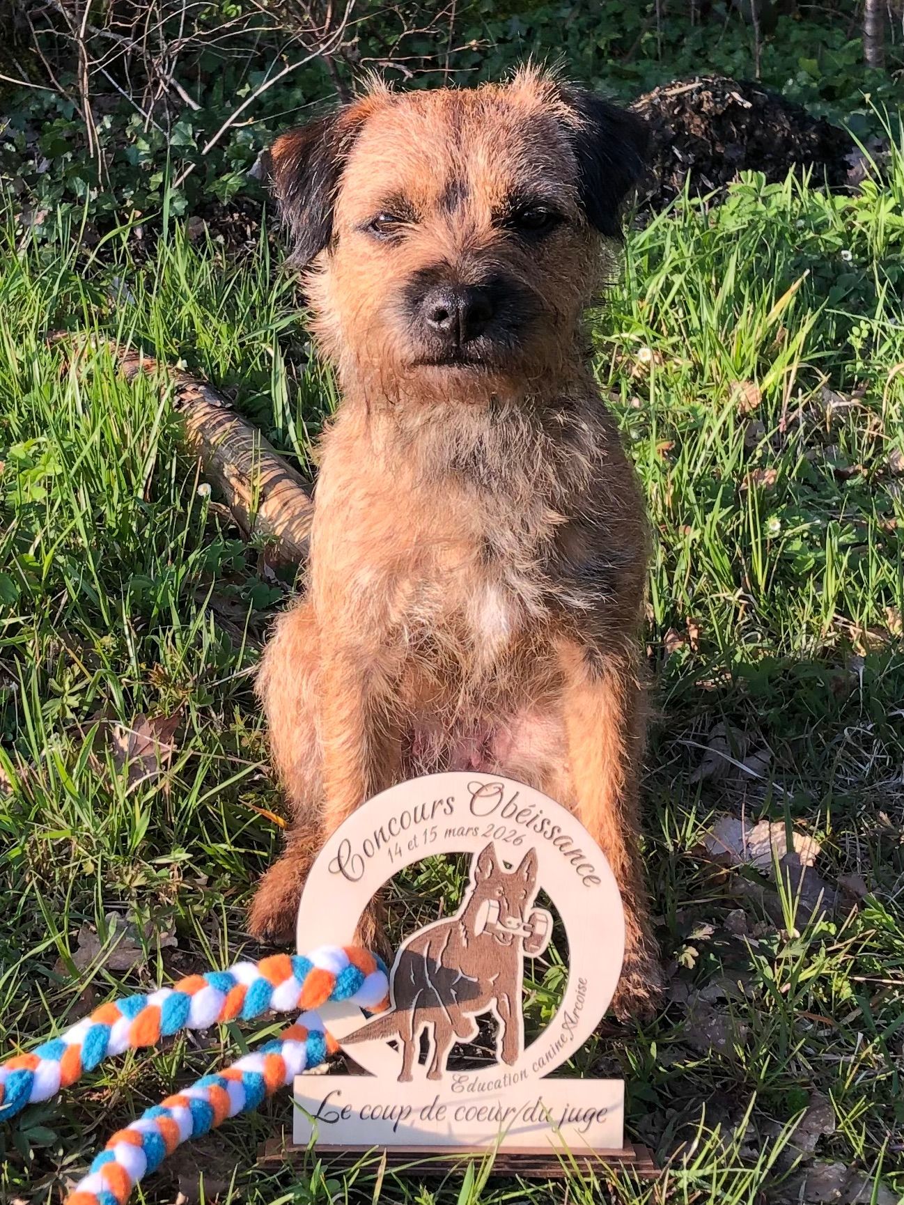 Petit chien beige assis sur l'herbe à côté d'une plaque commémorative ornée d'un ruban, au soleil.