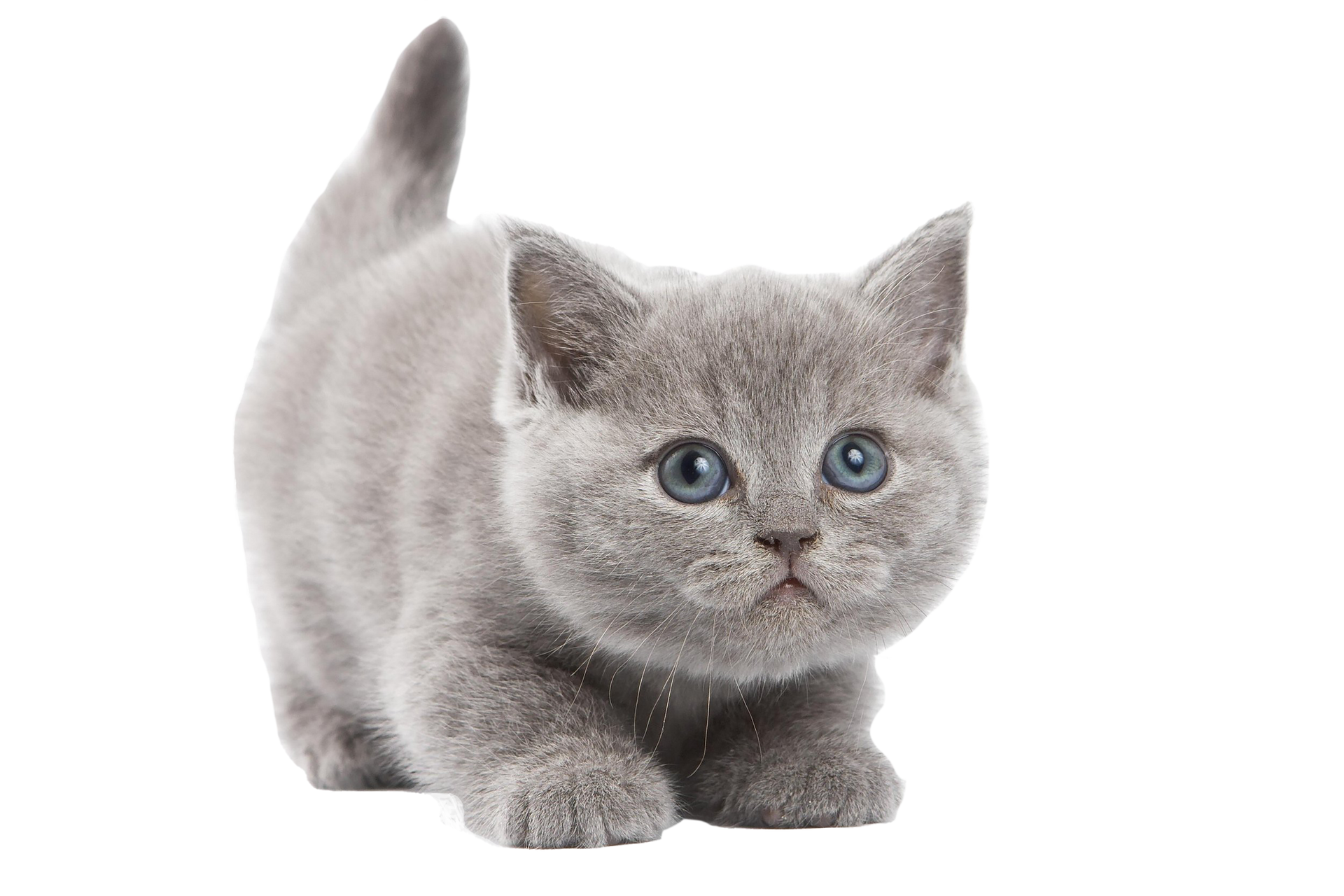 Chaton gris aux yeux bleus assis sur un fond blanc