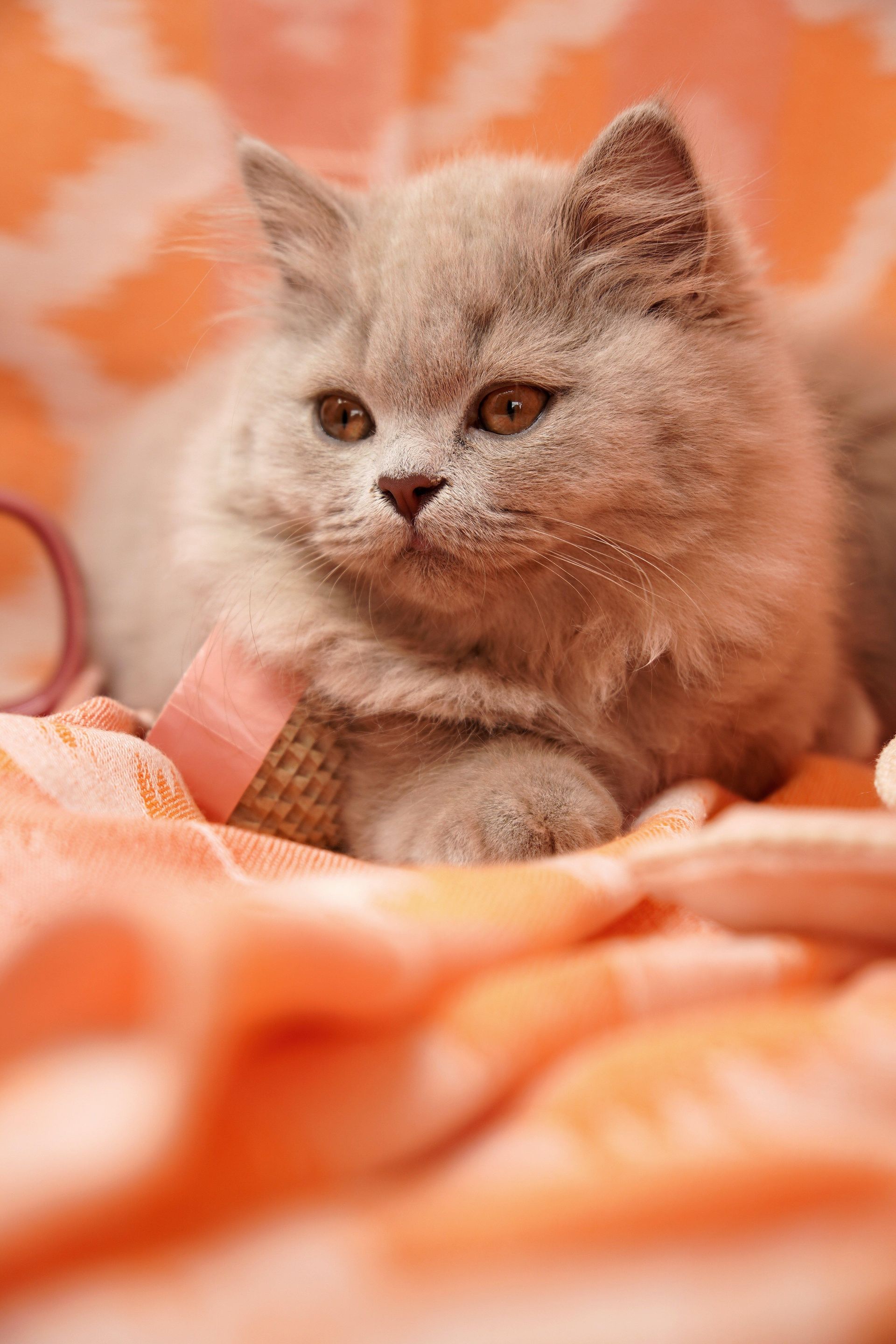 Petit chaton gris duveteux se reposant sur une couverture à motifs orange sur un fond doux et douillet