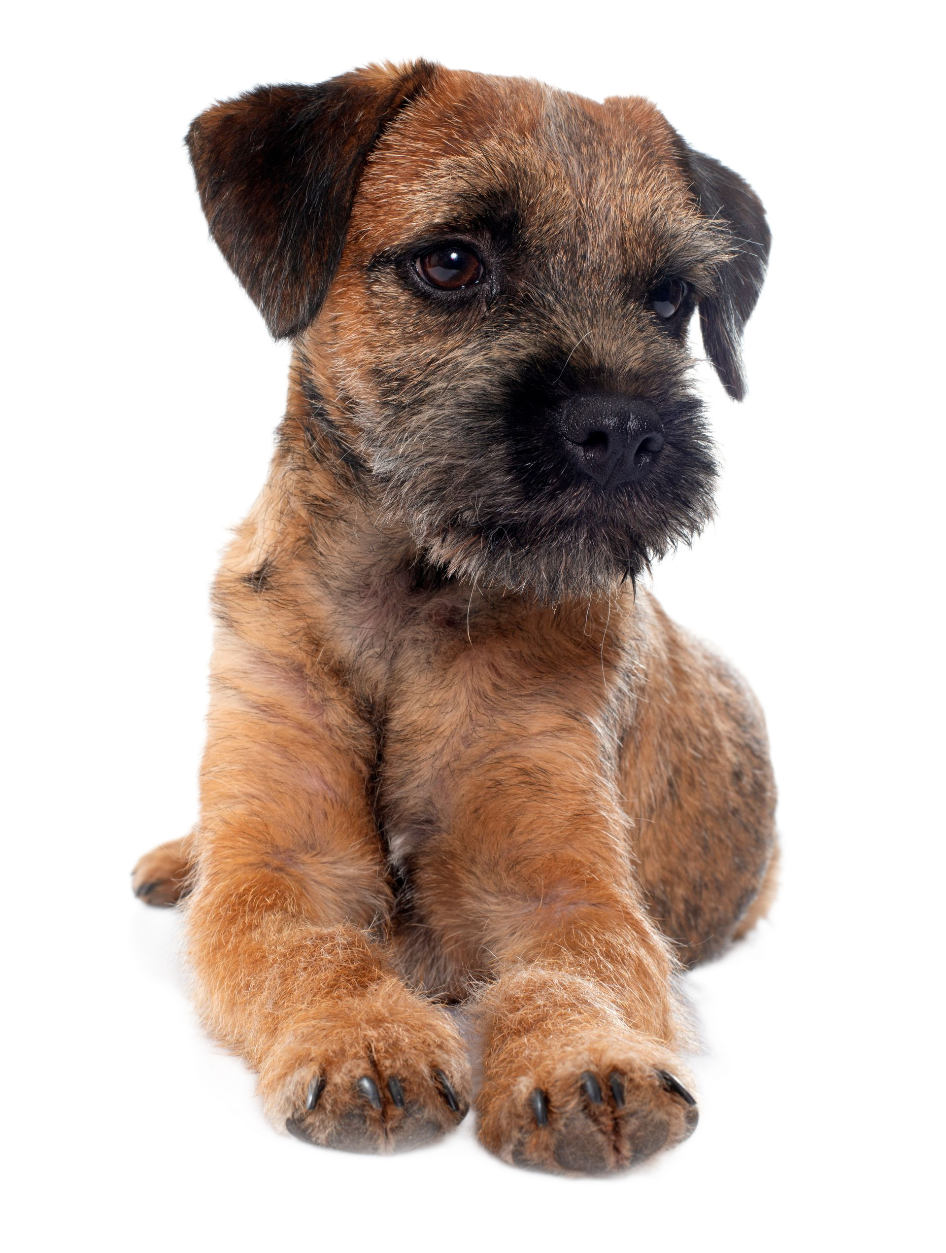 Chiot brun couché sur fond blanc, regardant l'objectif.