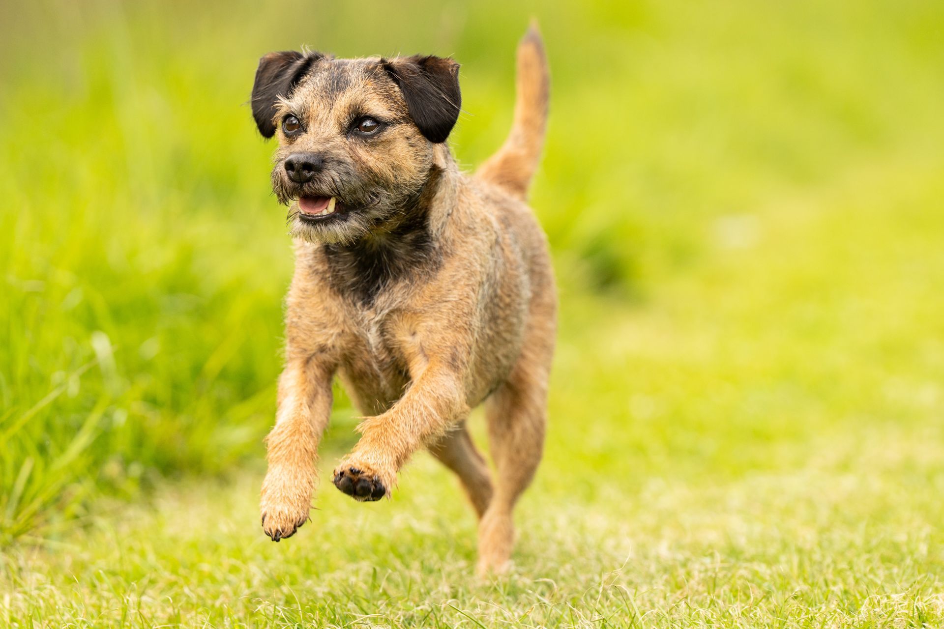 Petit chien fauve courant dans l'herbe verte, la langue pendante.