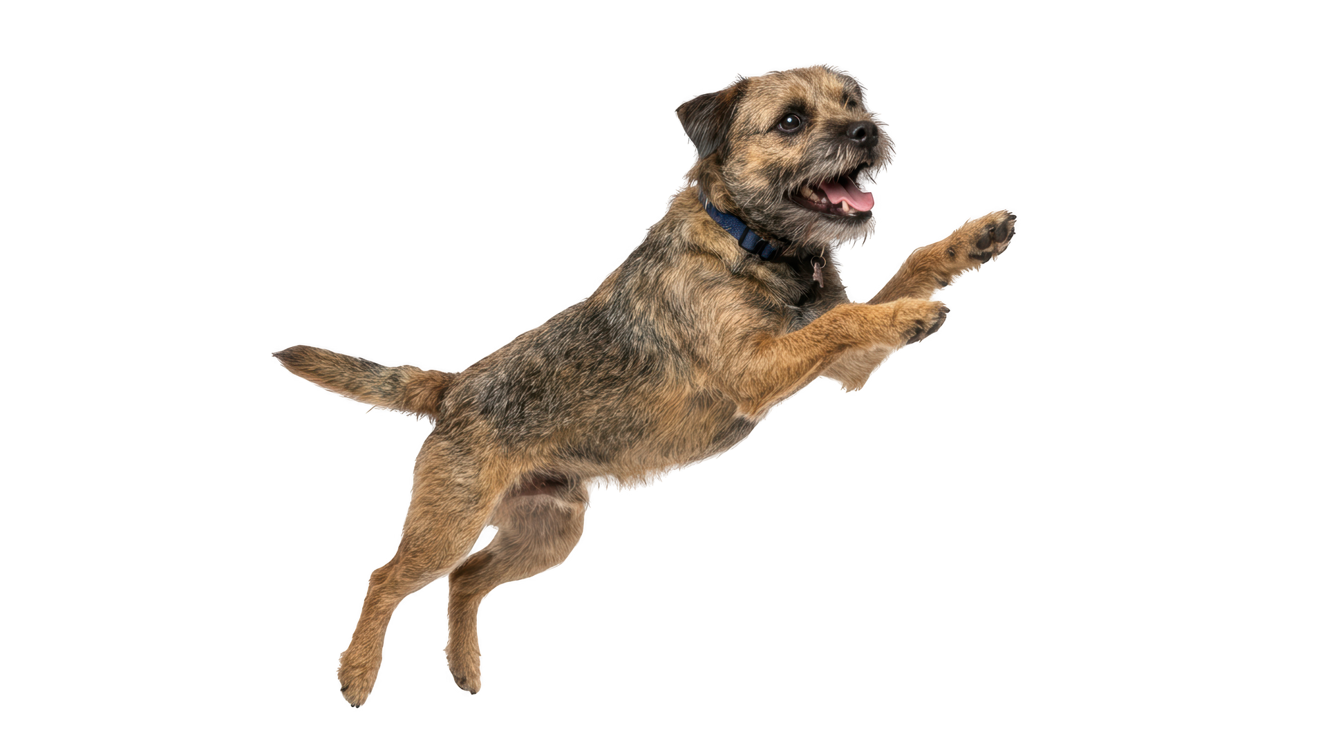 Chien brun sautant en l'air sur fond blanc