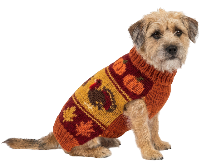 Petit chien beige portant un pull à motifs rouge-orange, assis sur un fond blanc