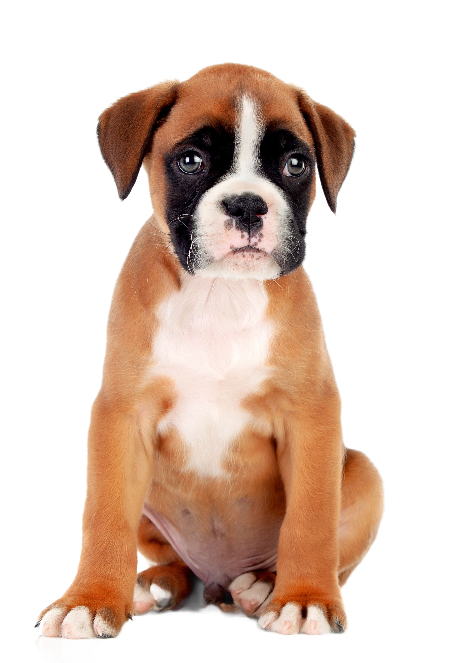 Chiot boxer marron et blanc assis et regardant droit devant lui sur fond blanc