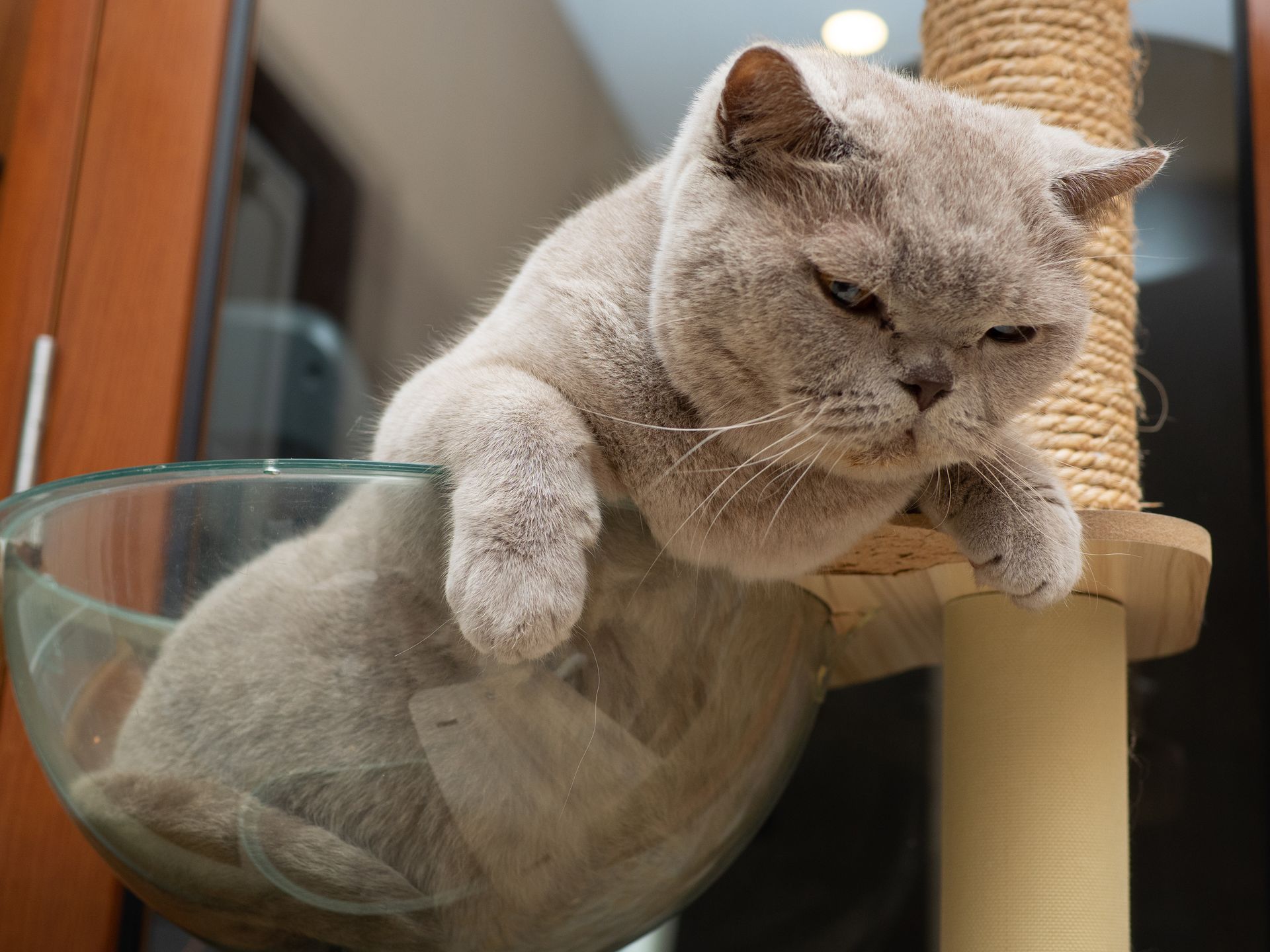 Chat gris allongé dans un bol en verre sur un griffoir, l'air somnolent et détendu.