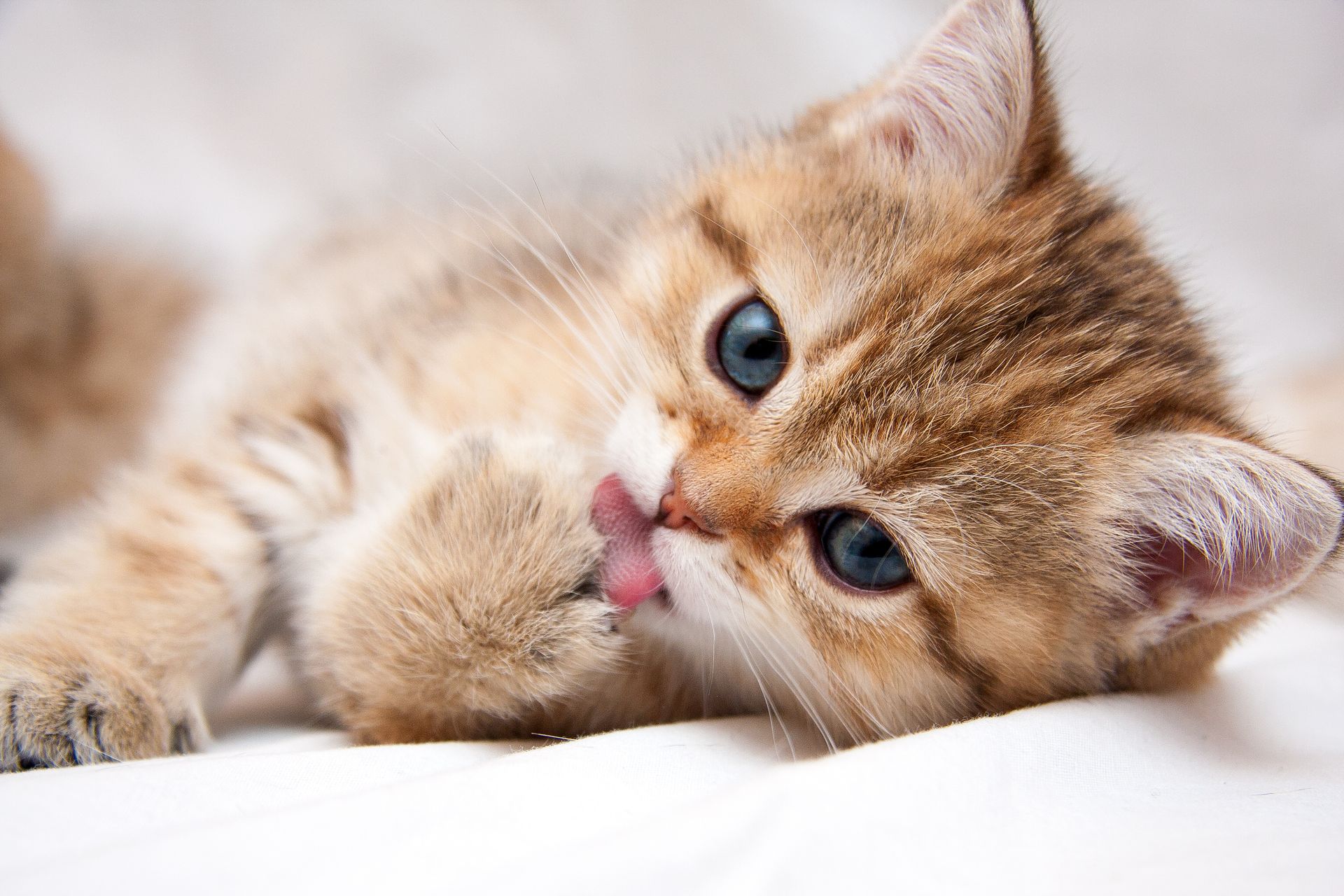 Un chaton roux allongé sur une couverture blanche, la langue pendante, regarde l'objectif.