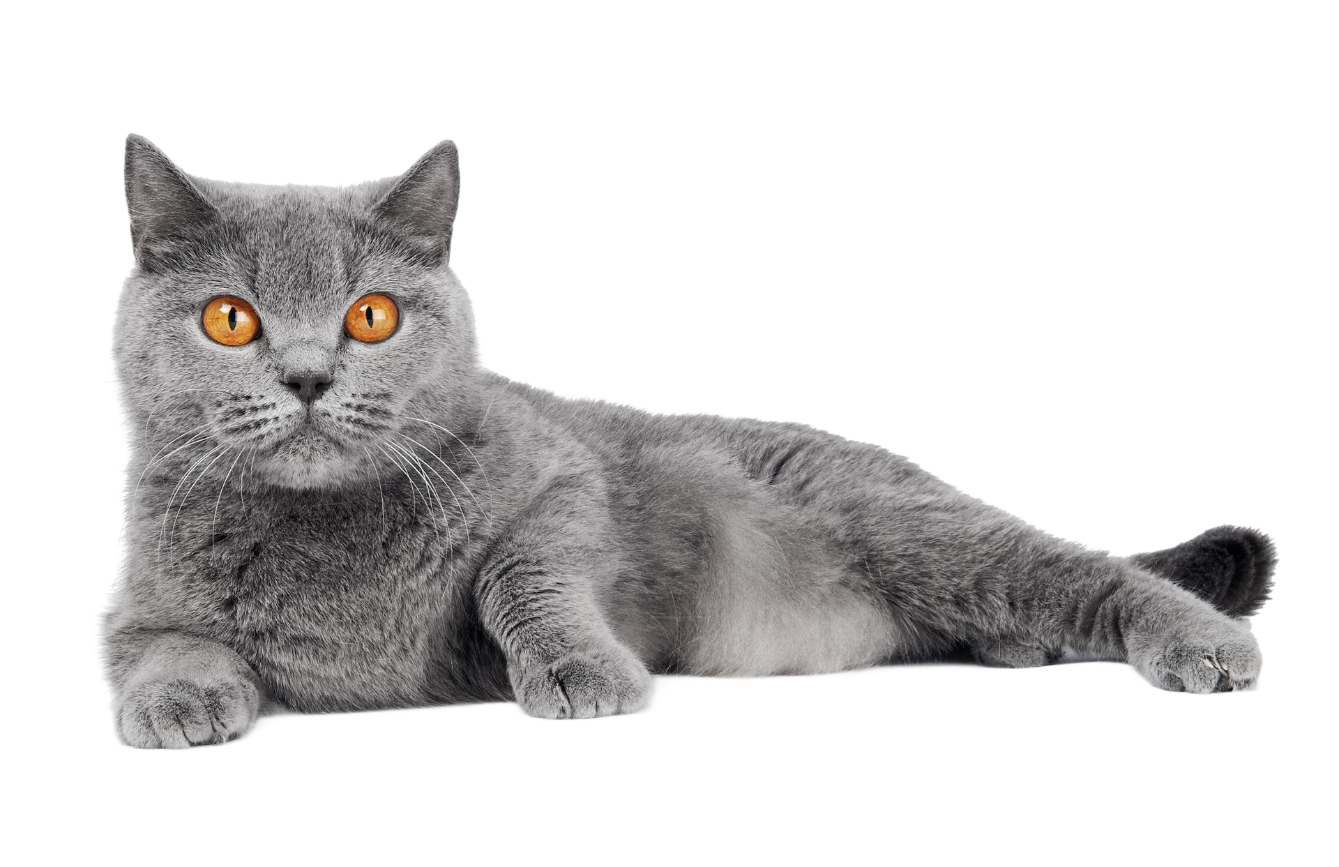 Chat gris aux yeux ambrés couché sur fond blanc