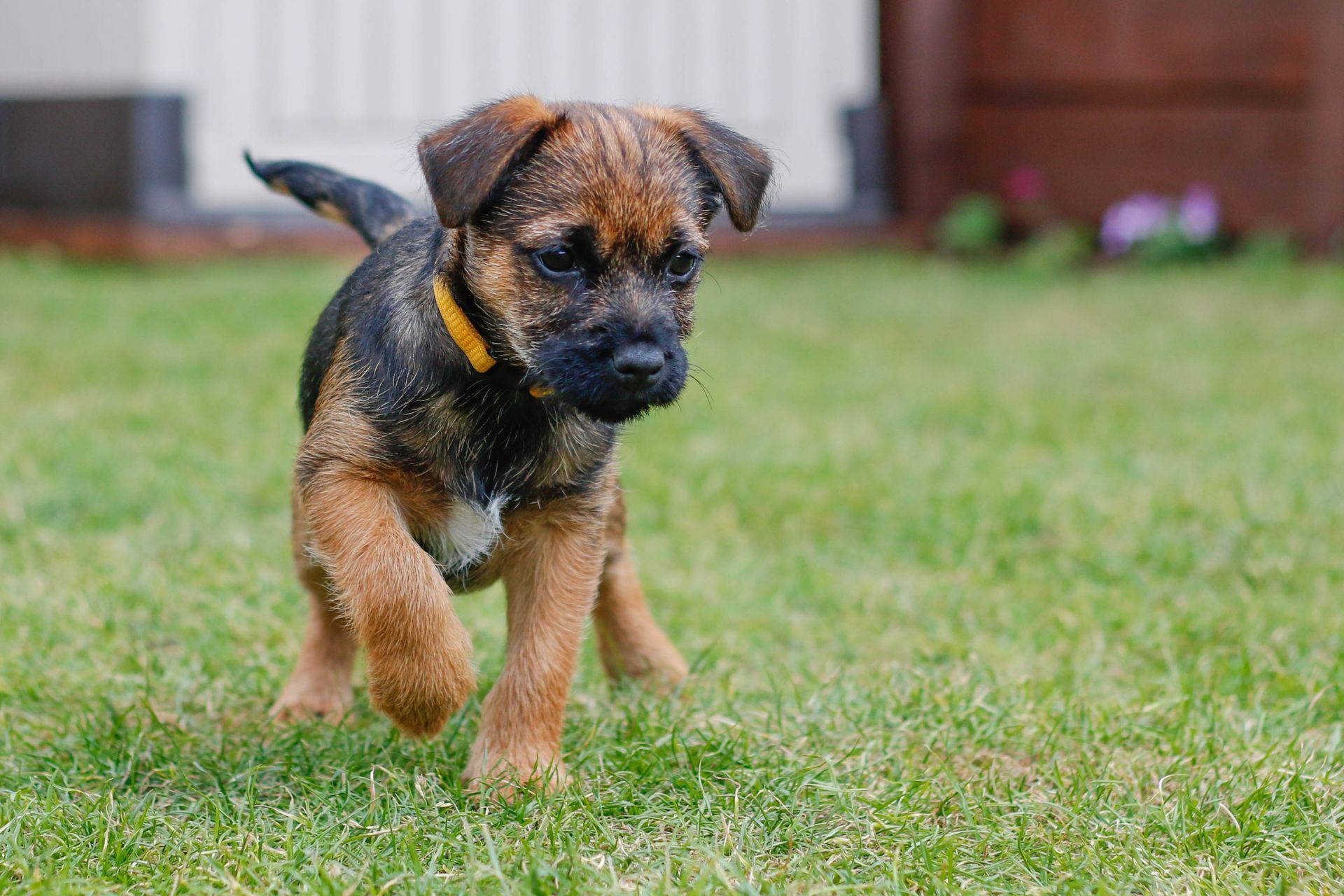 Chiot brun et noir marchant sur l'herbe verte à l'extérieur