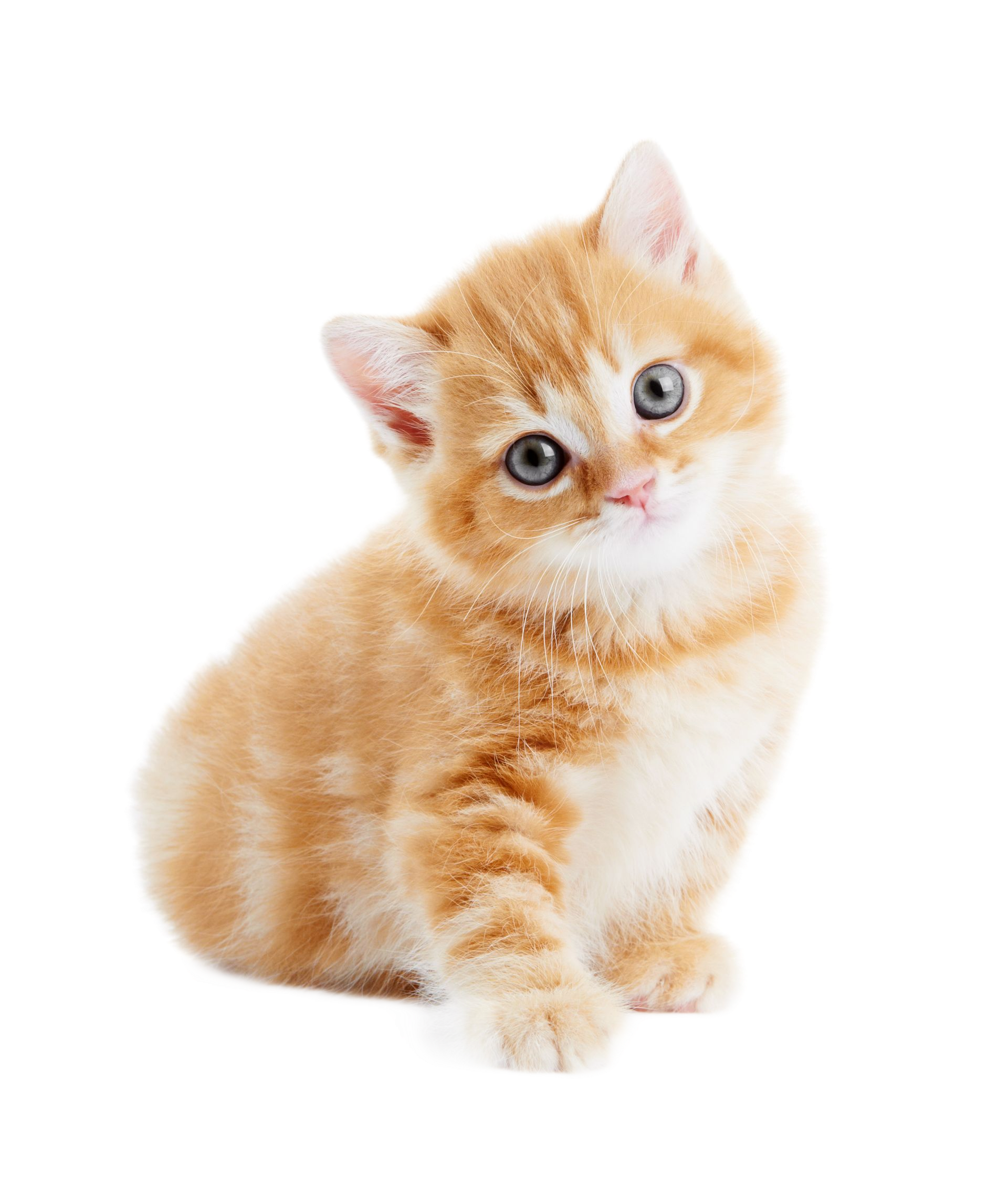 Chaton orange aux yeux bleus assis et penché sur fond blanc