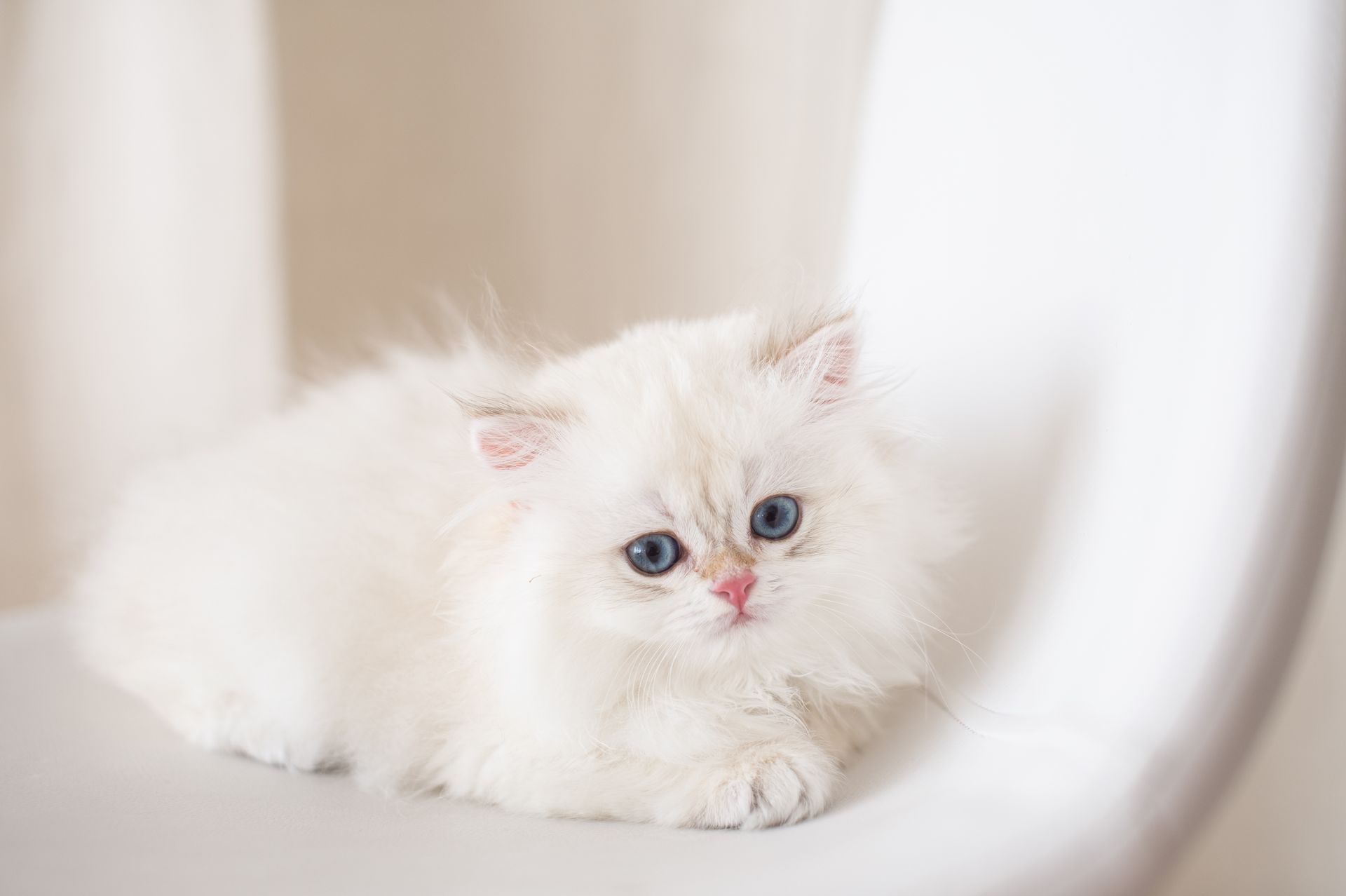 Petit chaton blanc duveteux aux yeux bleus allongé sur une chaise blanche sur un fond beige clair