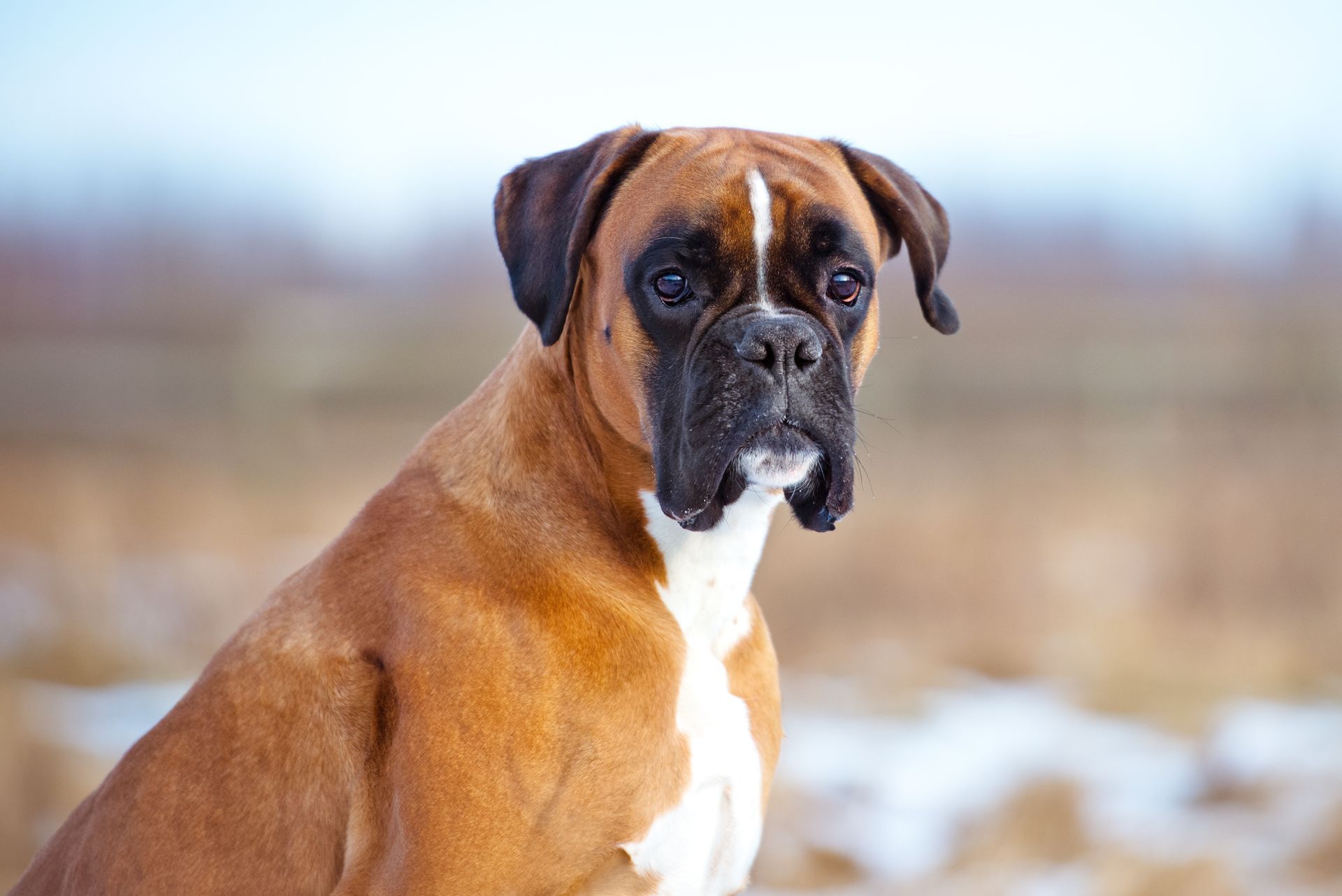 Un boxer marron se tient debout à l'extérieur, dans un champ enneigé, face à la caméra.