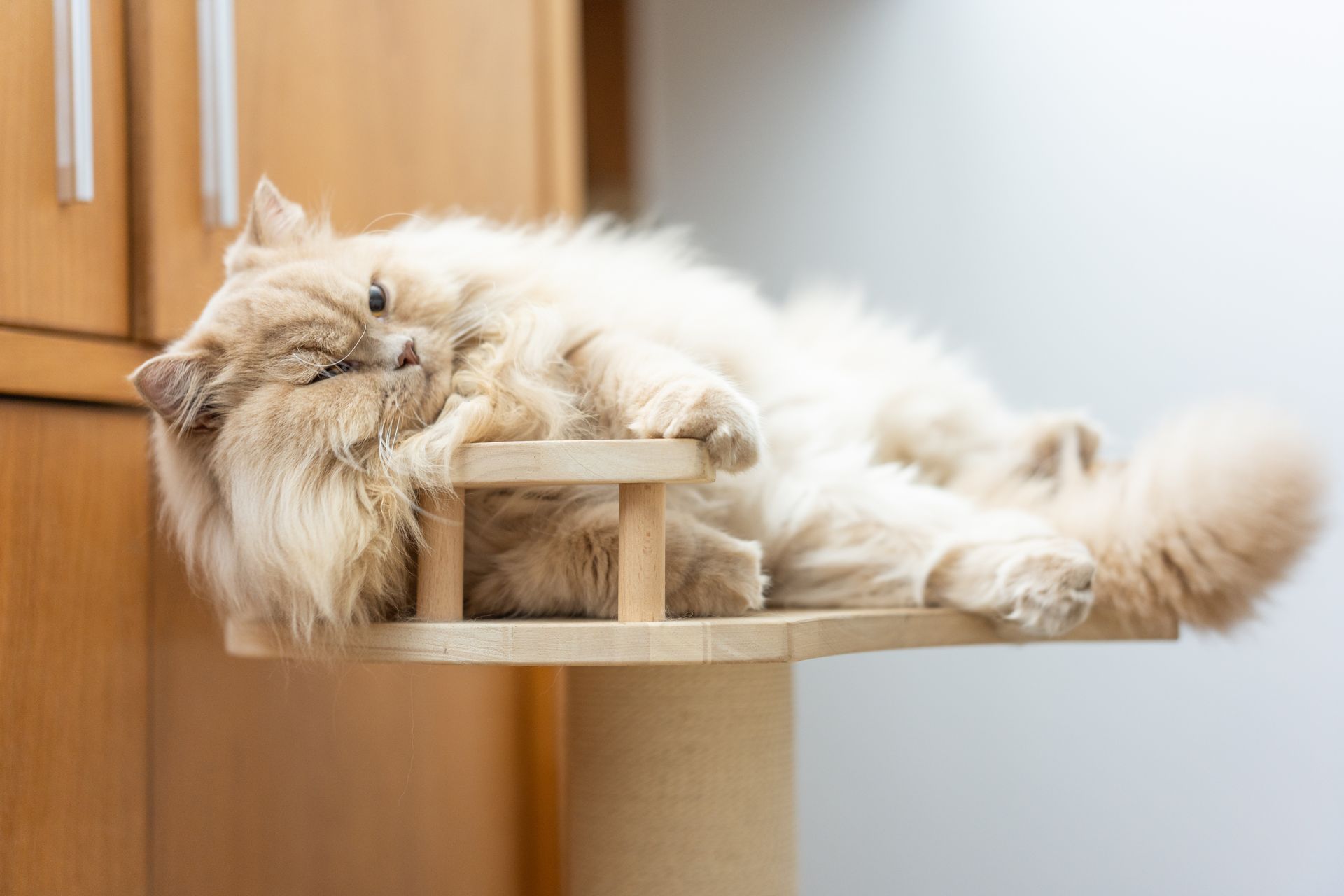 Chat roux duveteux dormant sur une petite étagère en bois près d'une fenêtre