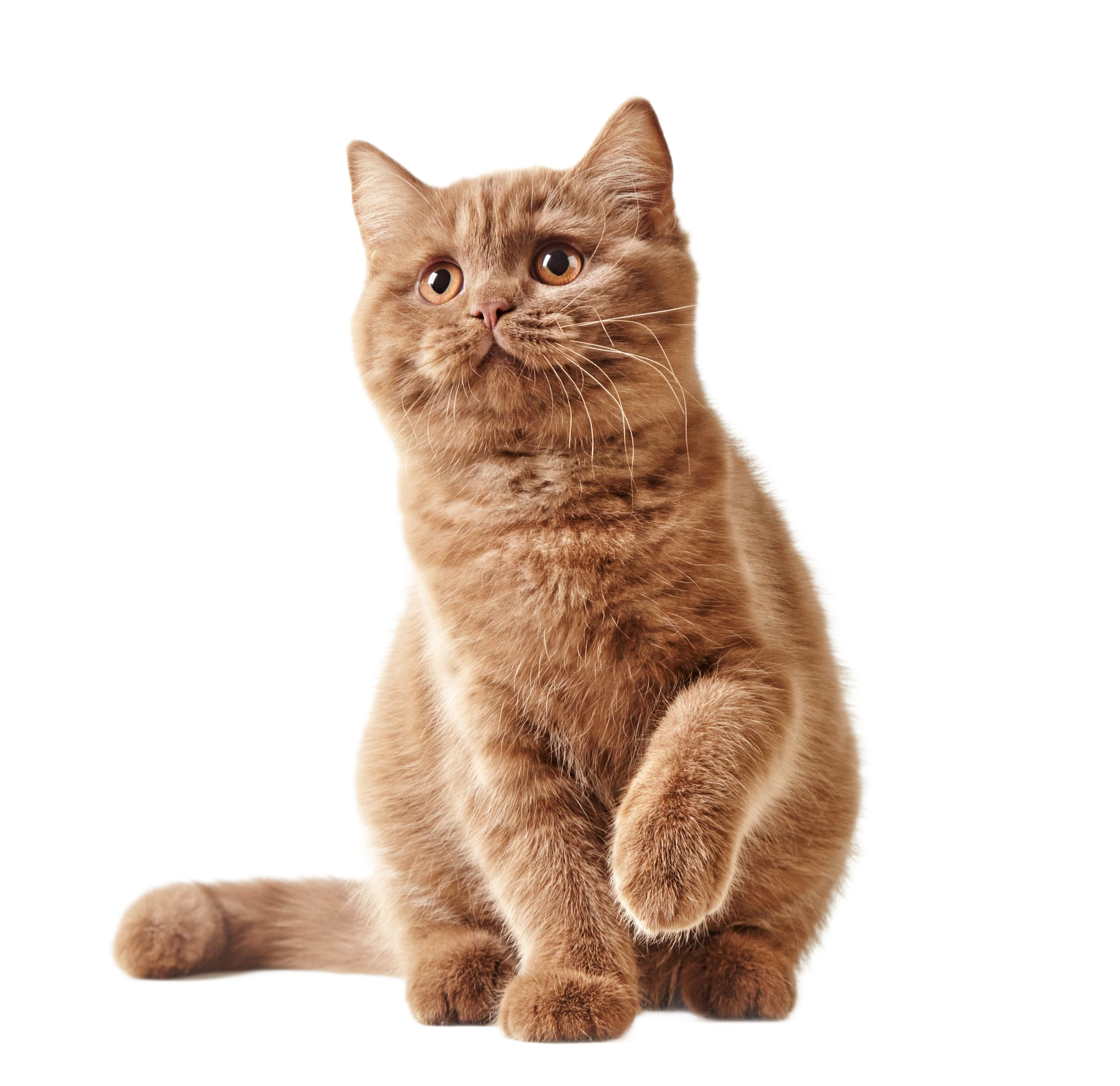 Chat orange assis droit sur un fond blanc, regardant légèrement sur le côté.