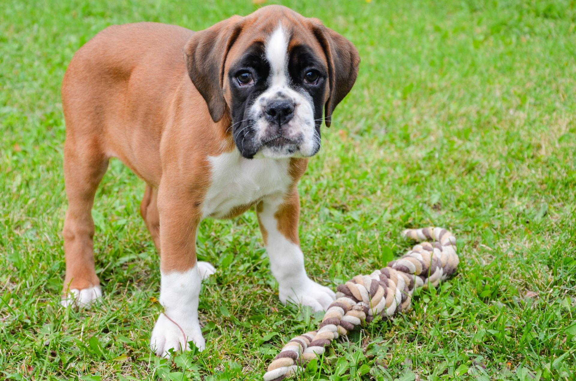 Chiot boxer marron et blanc debout sur l'herbe à côté d'un jouet en corde tressée