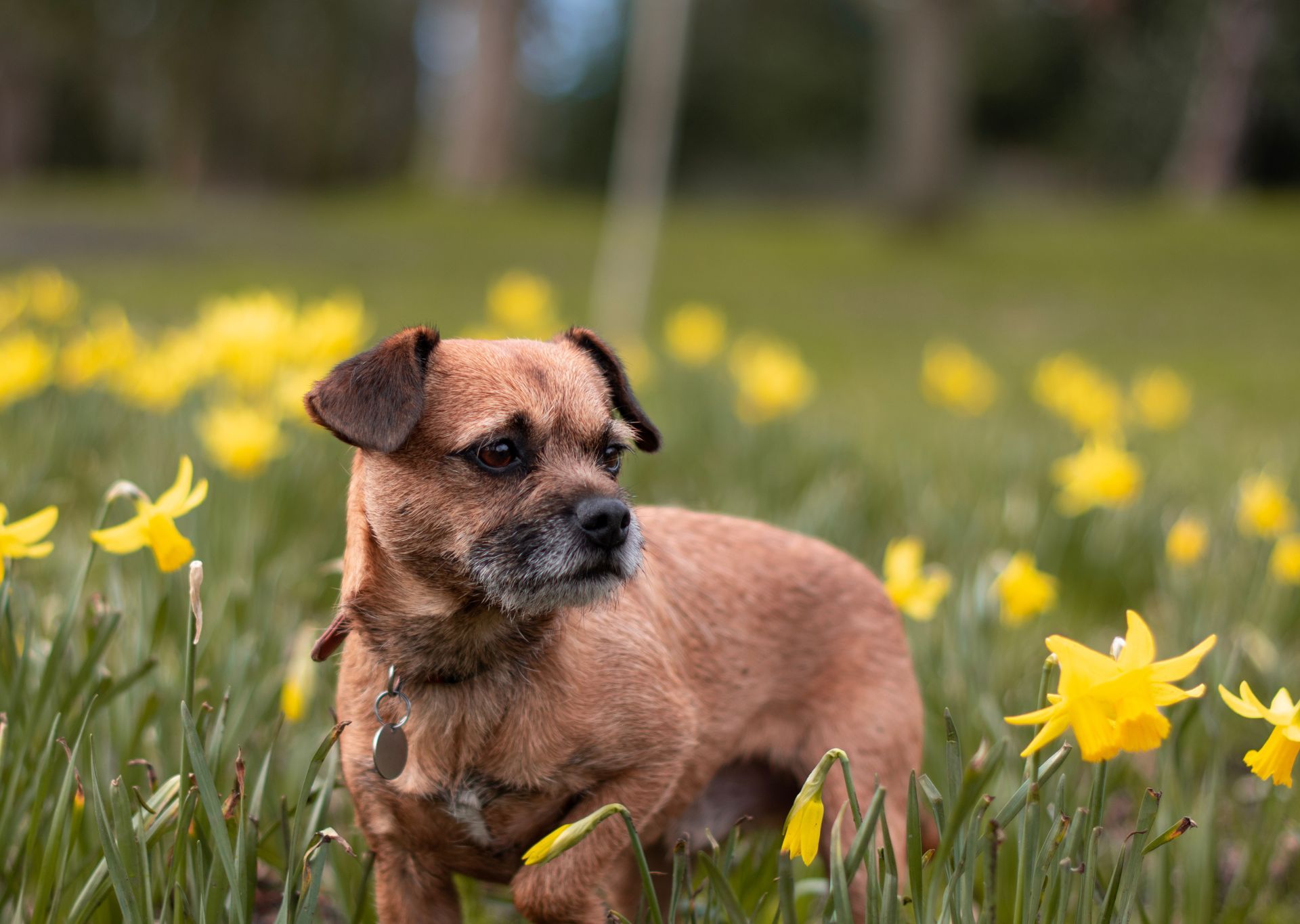 Petit chien brun assis dans des fleurs jaunes dans un champ herbeux