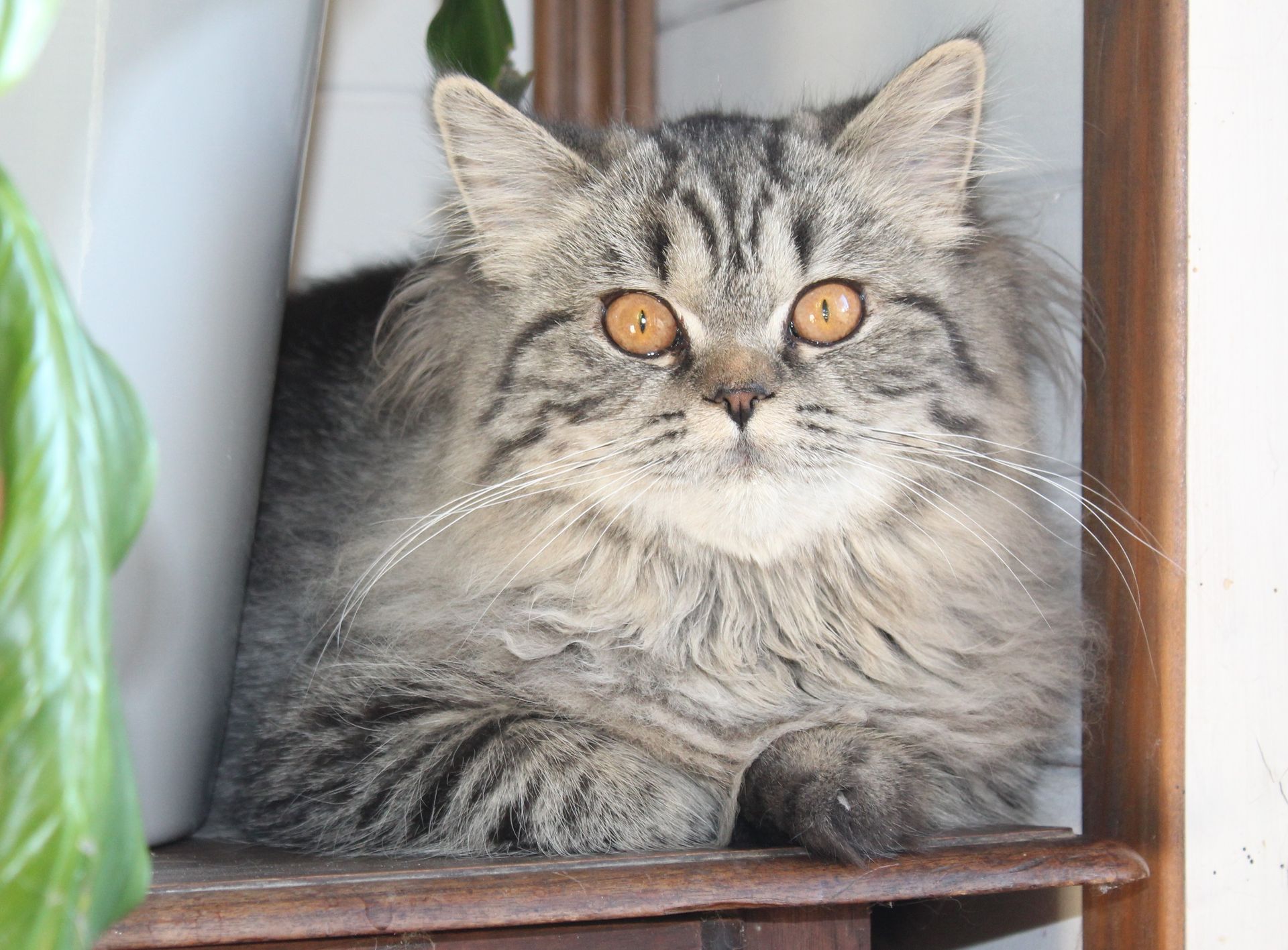 Chat tigré gris duveteux aux yeux ambrés, se reposant sur une étagère en bois près d'une fenêtre