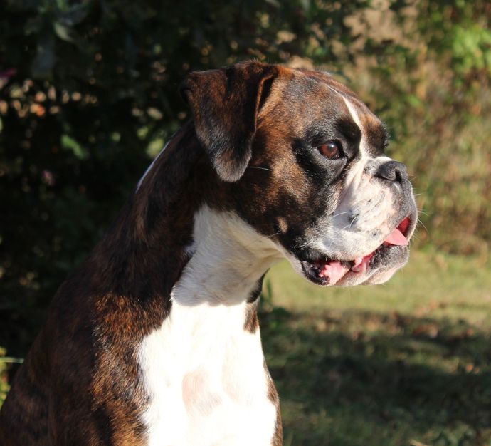 Boxer brun et blanc de profil en extérieur, la langue pendante au soleil