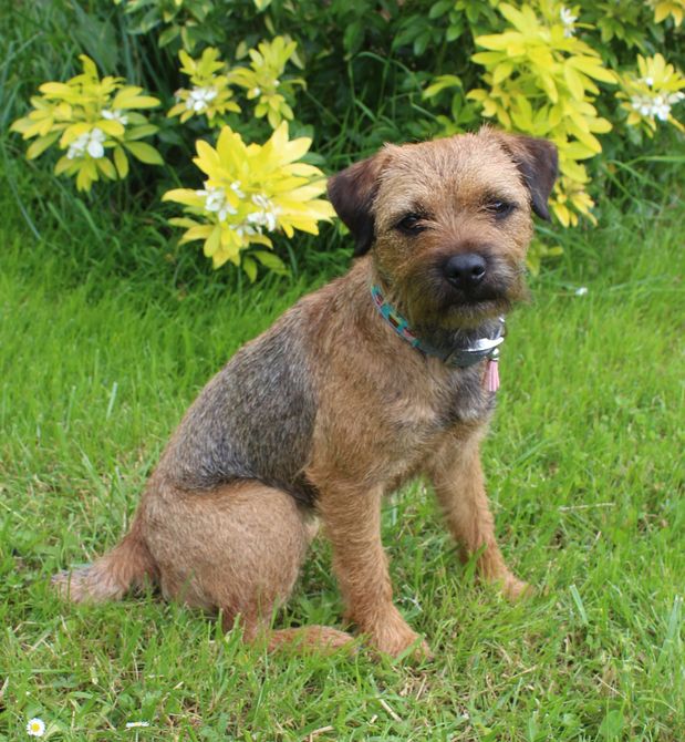 Petit terrier brun assis sur de l'herbe verte avec des fleurs jaunes en arrière-plan