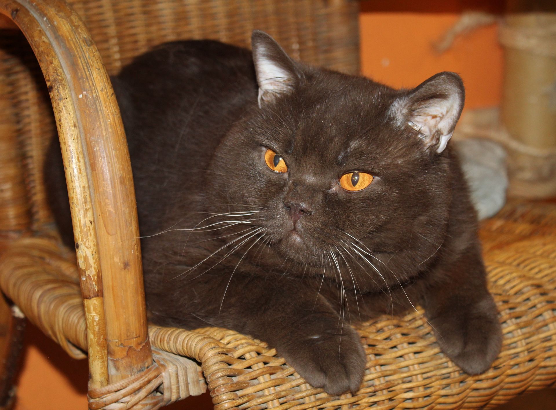 Chat noir allongé sur une chaise en osier, aux yeux orange vif et à l'expression calme.