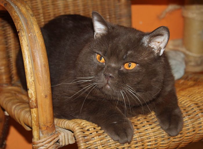 Chat noir allongé sur une chaise en osier, aux yeux orange vif et à l'expression calme.