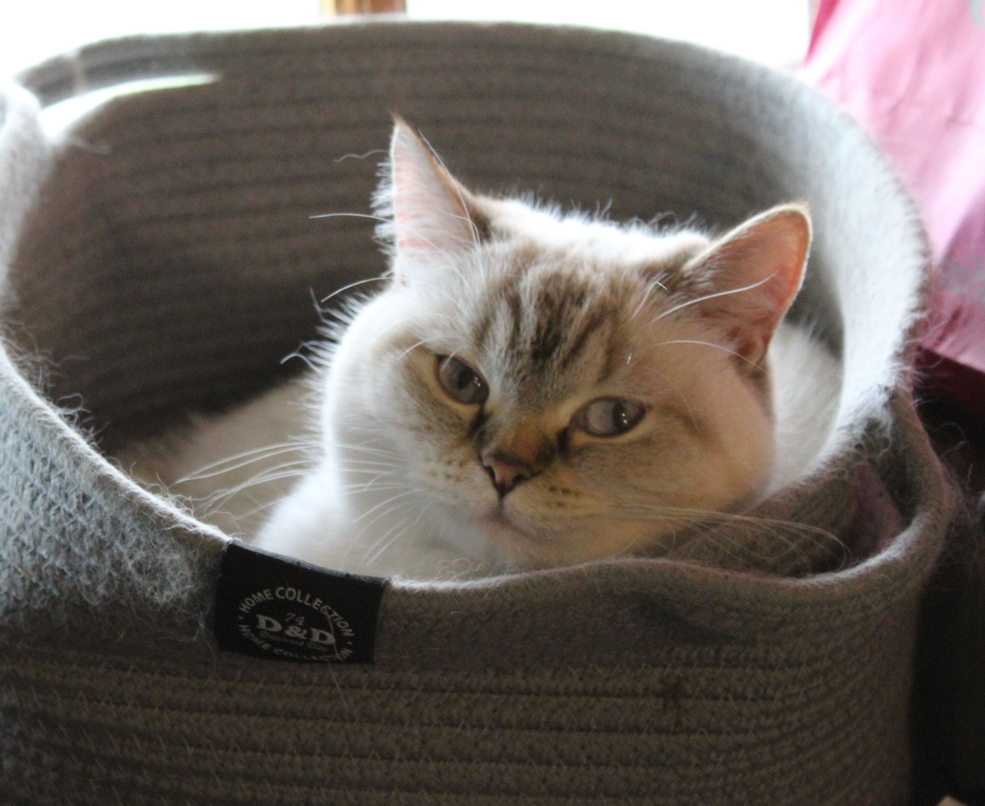 Chat duveteux crème et gris se reposant dans un panier tressé gris, regardant l'objectif.