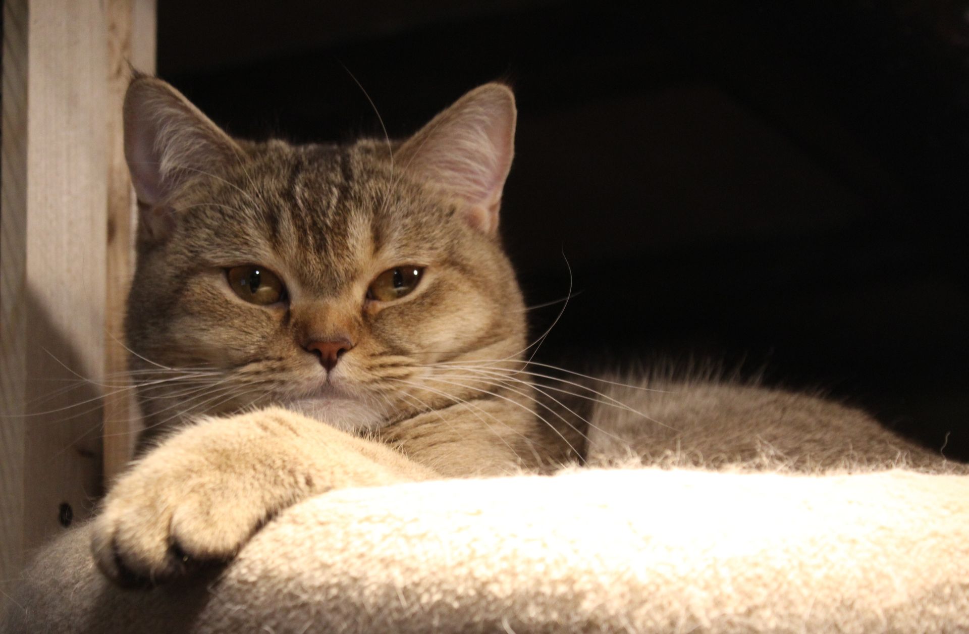 Chat tigré gris allongé sur un tapis dans une lumière chaude, une patte tendue