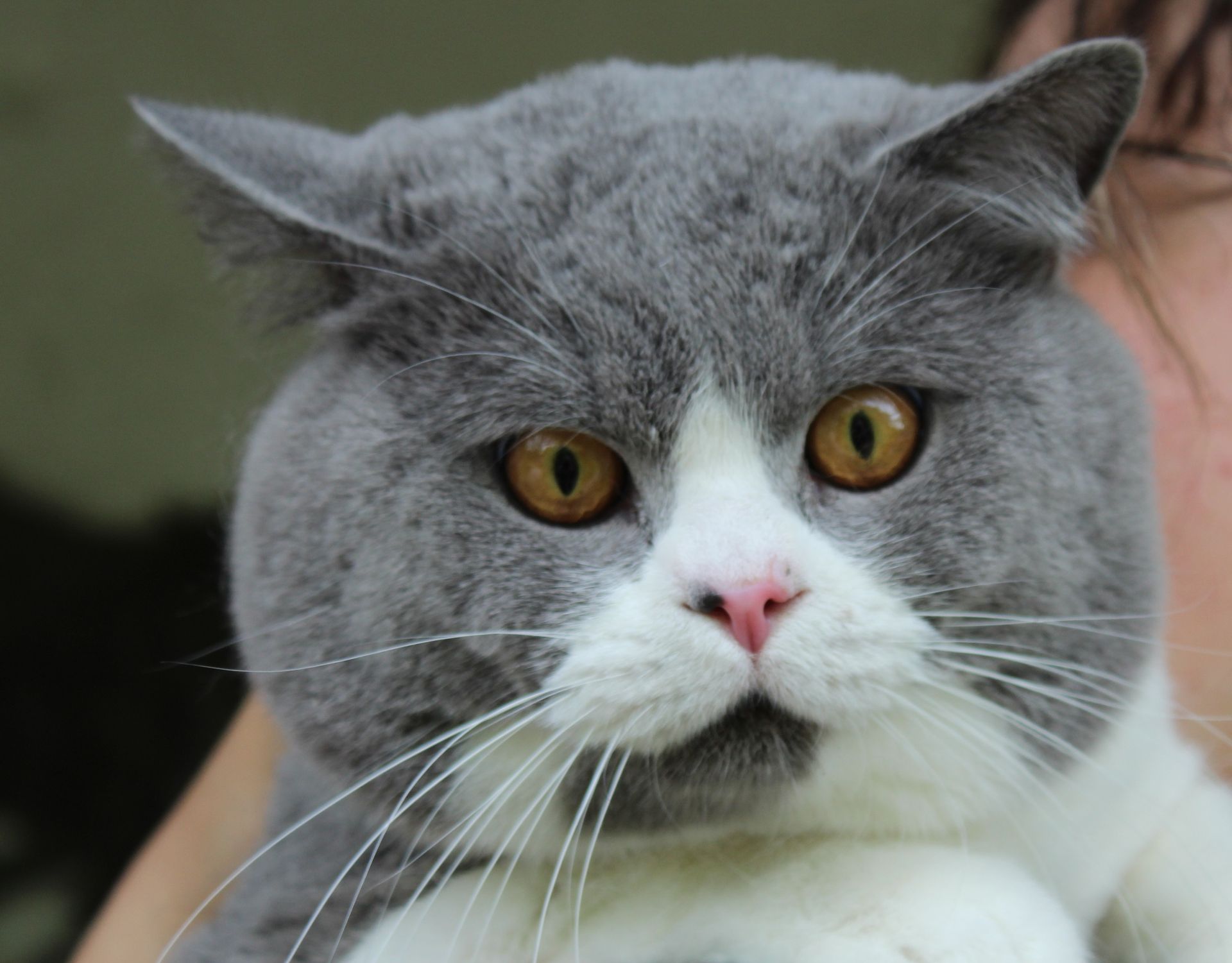 Chat gris et blanc aux yeux dorés et au nez rose, regardant devant lui