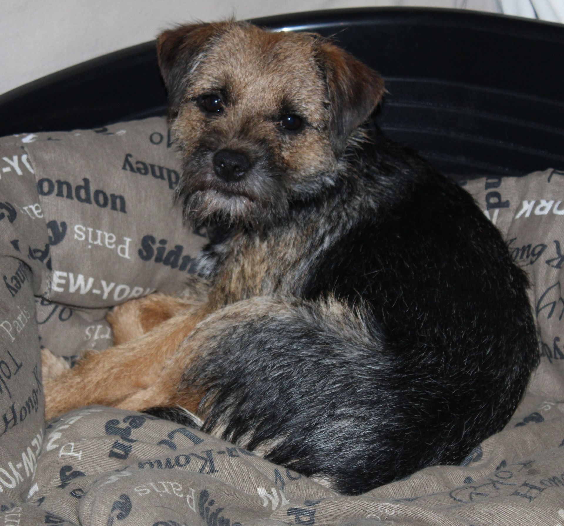 Un petit chien brun et noir, blotti sur un coussin à motifs, regarde l'objectif.