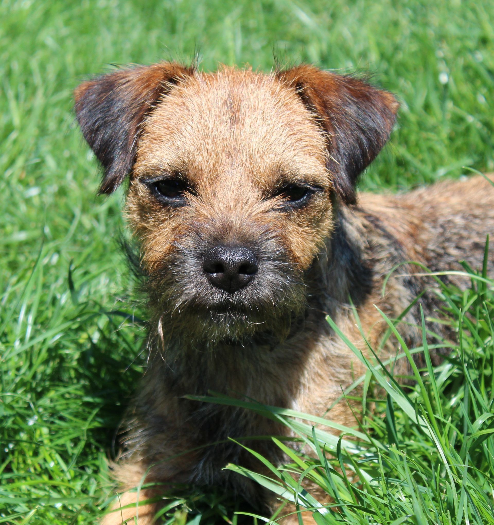 Petit chiot brun allongé dans l'herbe verte, regardant l'appareil photo
