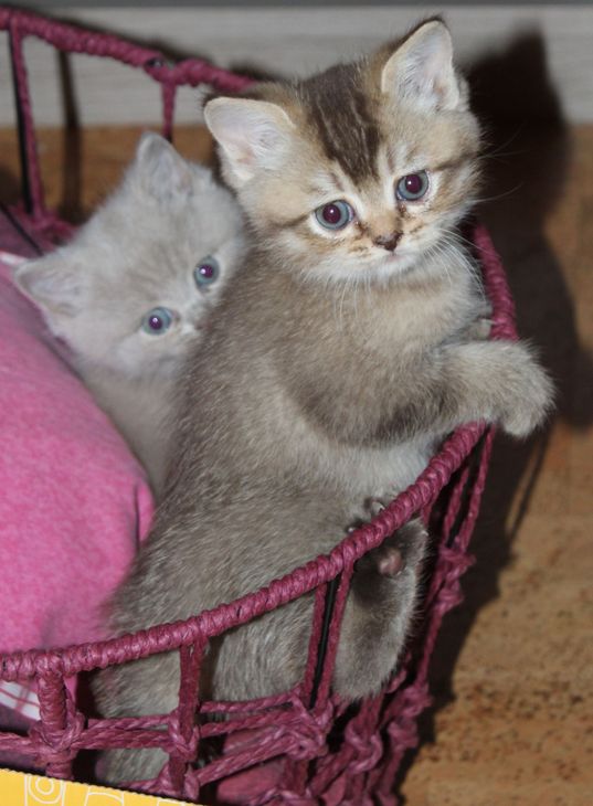 Deux chatons dans un fauteuil rose, un chaton gris tigré devant et un chaton blanc derrière.