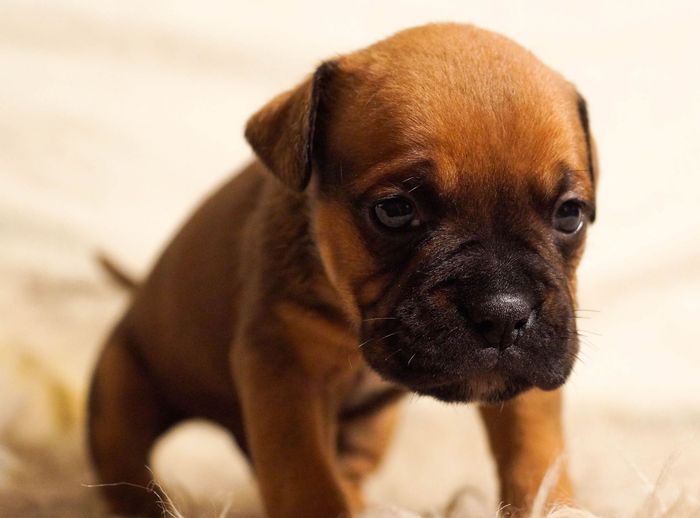 Un chiot brun au museau noir regarde une couverture légère.