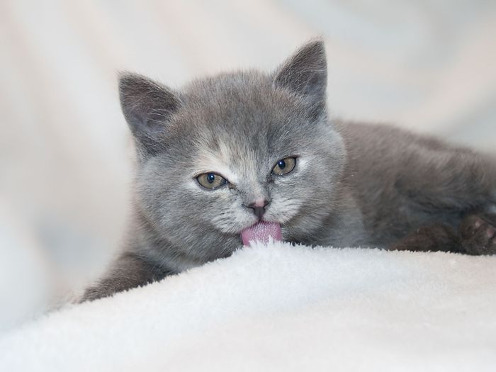 Un chaton gris se lèche le nez en se reposant sur une couverture blanche.
