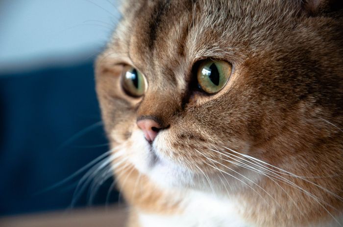 Gros plan d'un chat tigré brun aux yeux verts sur fond bleu