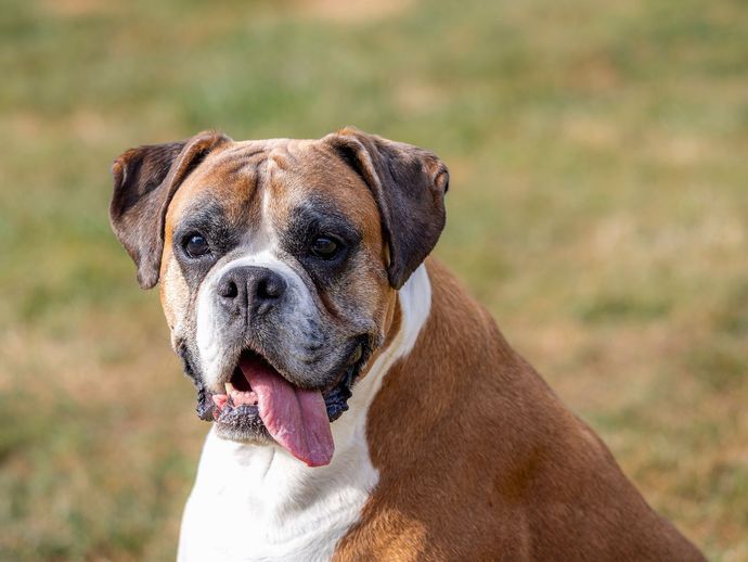 Un boxer brun et blanc assis dans l'herbe, la langue pendante.