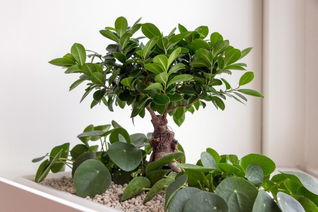 Pflanze - Augenarzt Kaeser