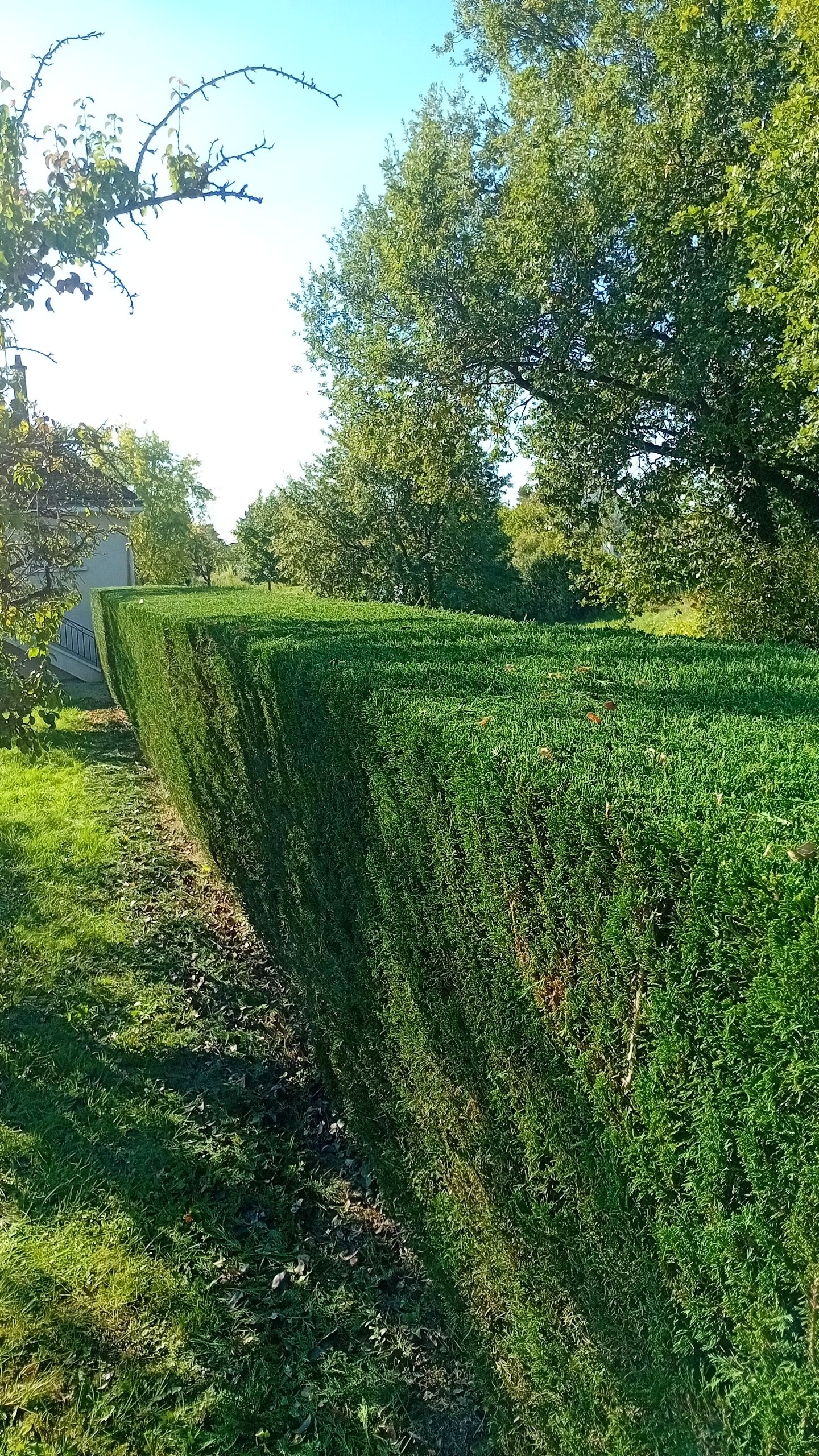 Haies vertes dans un cadre ensoleillé. Arbres et herbe en arrière-plan.