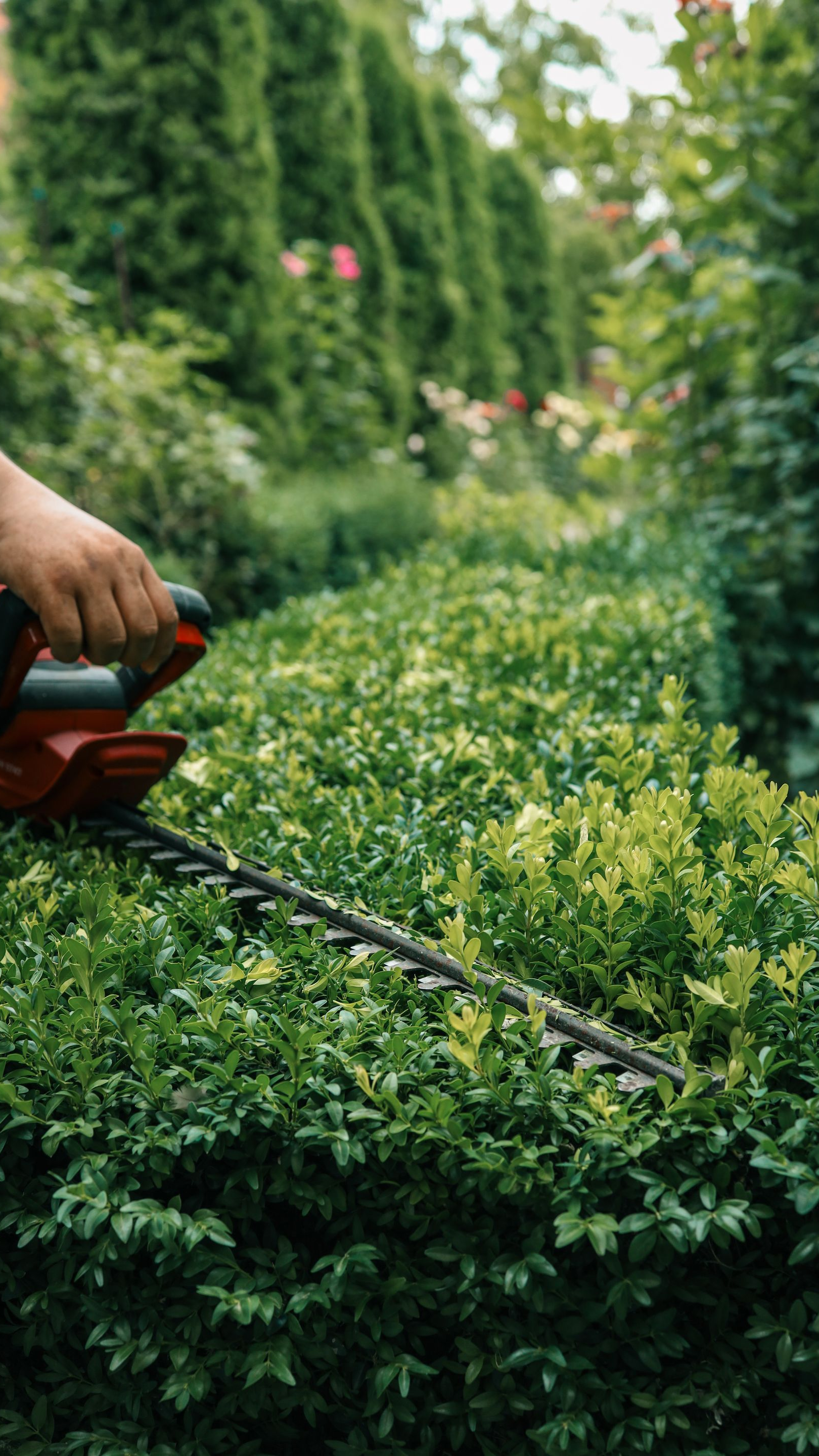 Personne utilisant un taille-haie pour tailler une haie verte à l'extérieur.
