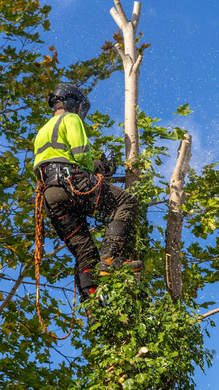 Personne en tenue de sécurité utilisant une tronçonneuse pour tailler un arbre, en extérieur. Sciure et feuillage visibles.