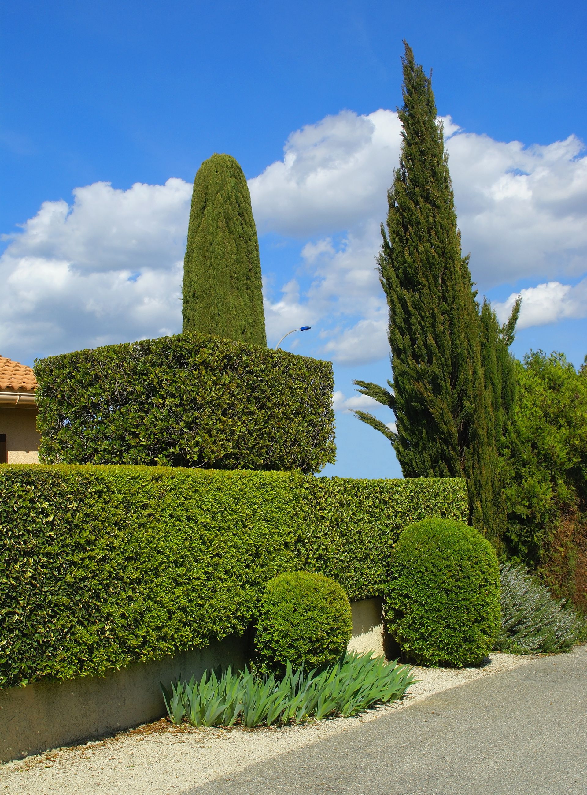 Arbres verts aux formes variées sur fond de ciel bleu avec des nuages.