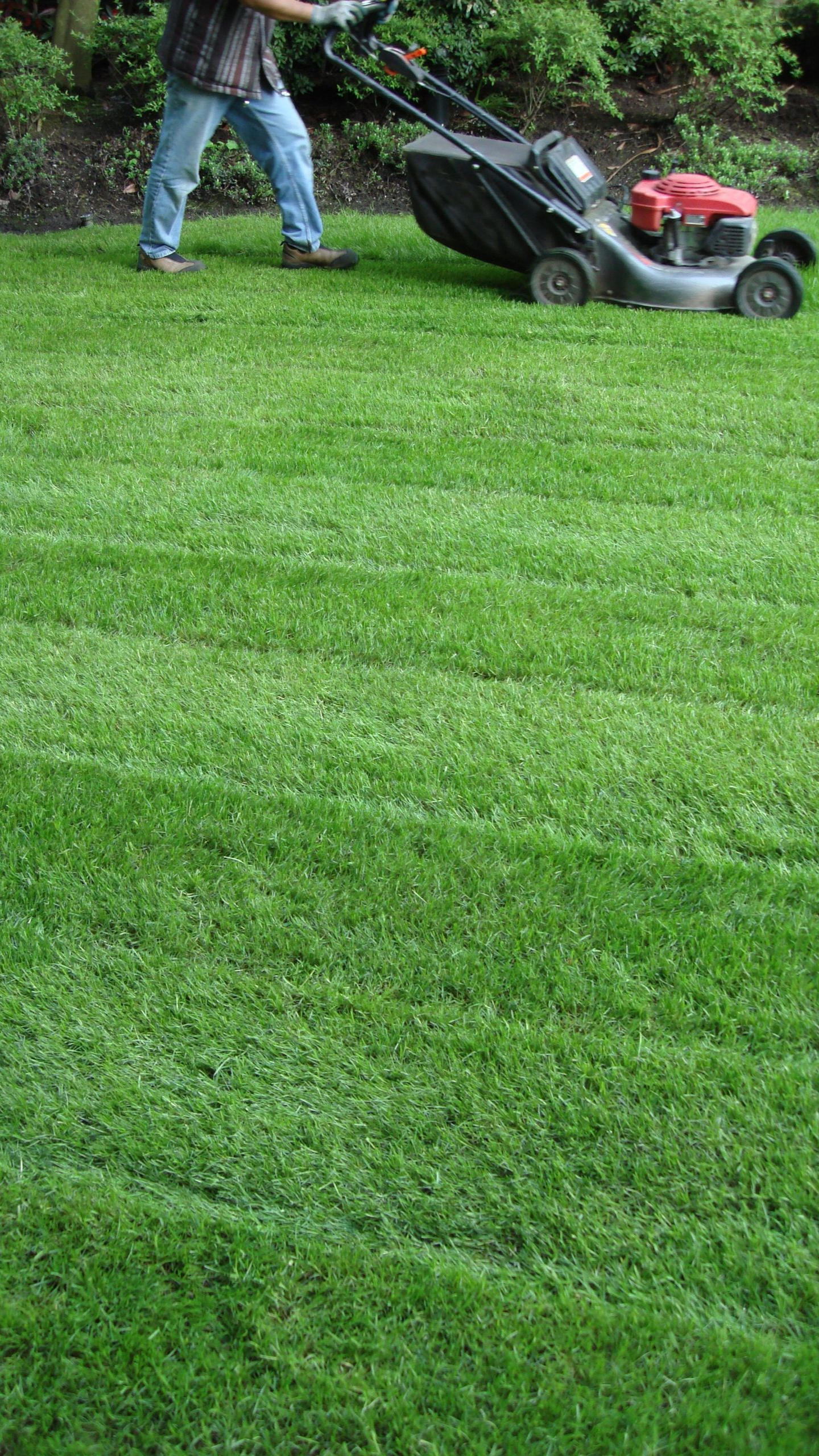 Une personne tond une pelouse verte avec une tondeuse à gazon rouge et noire par une journée ensoleillée.