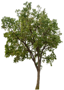 Un arbre avec un tronc brun et des feuilles vertes sur fond blanc.