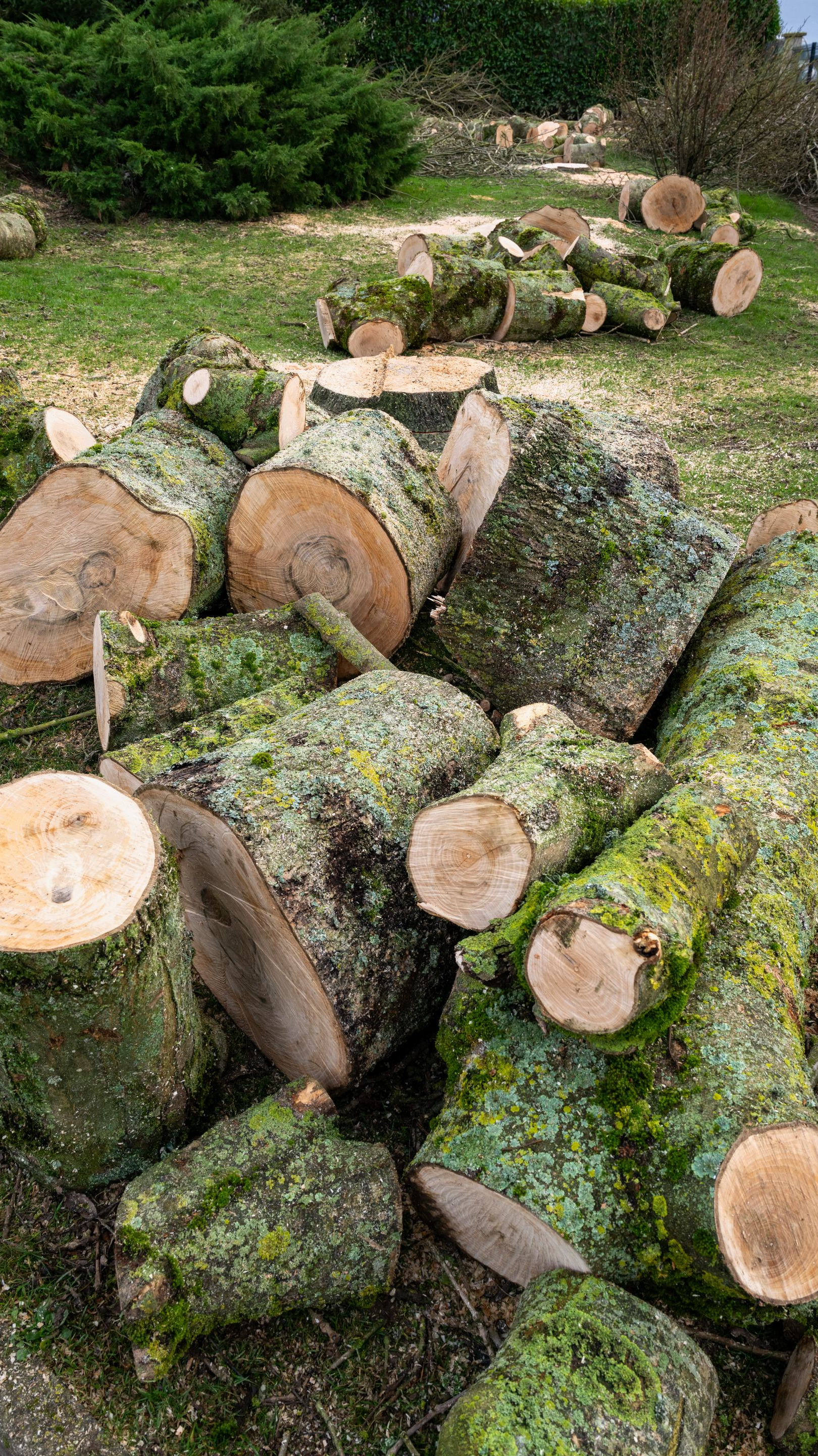 Tas de bûches fraîchement coupées recouvertes de mousse verte sur une zone herbeuse.