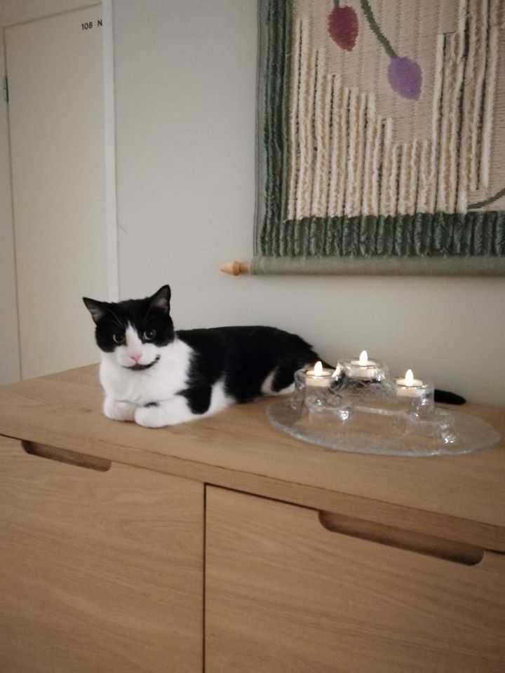 Kissa hoivakodin pöydällä