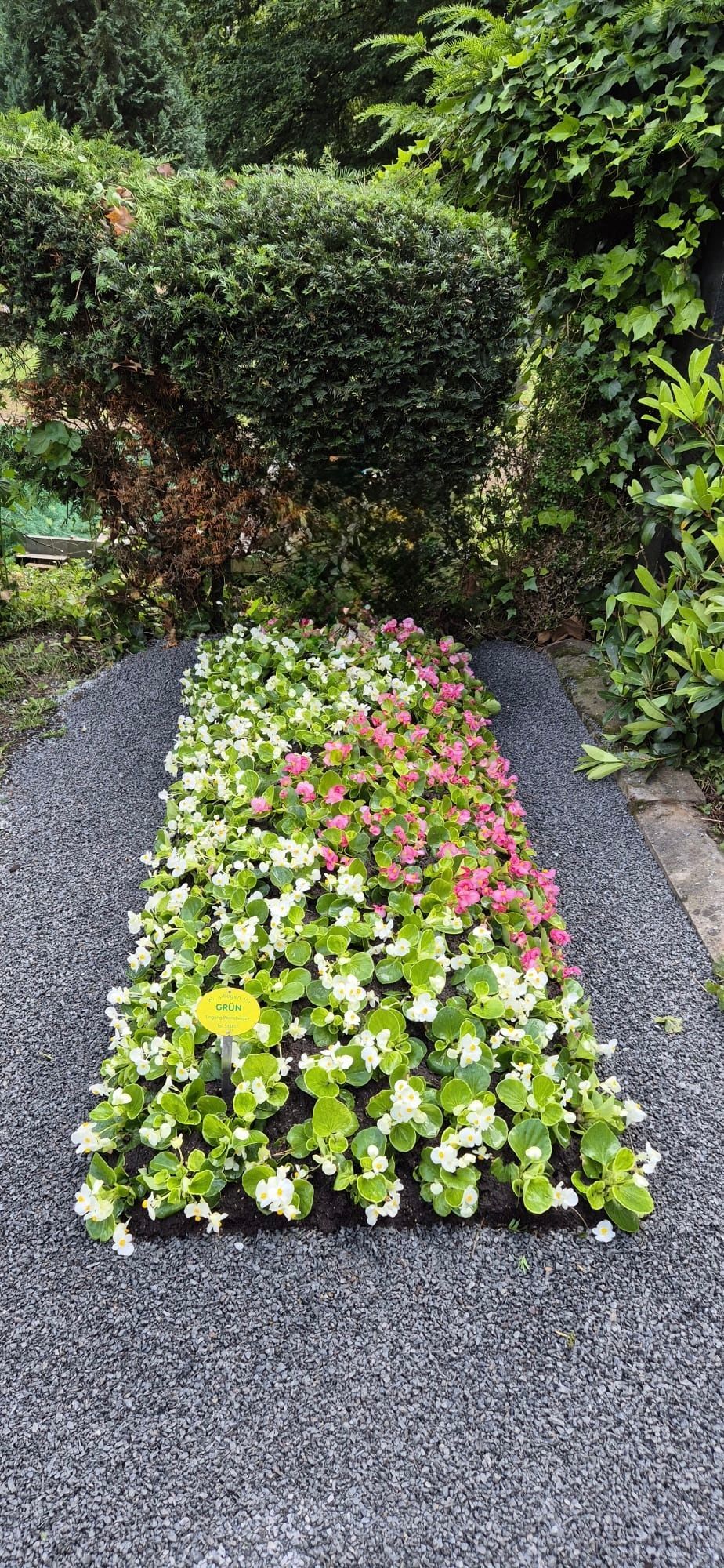 Kiesweg mit einem rechteckigen Blumenbeet mit rosa, gelben und weißen Blüten neben üppigen grünen Hecken