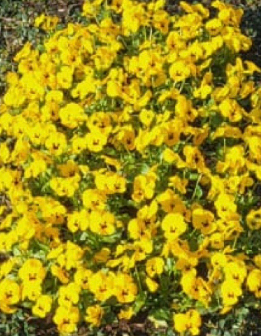 Dichte Ansammlung leuchtend gelber Blüten mit dunklen Zentren füllt den Rahmen aus